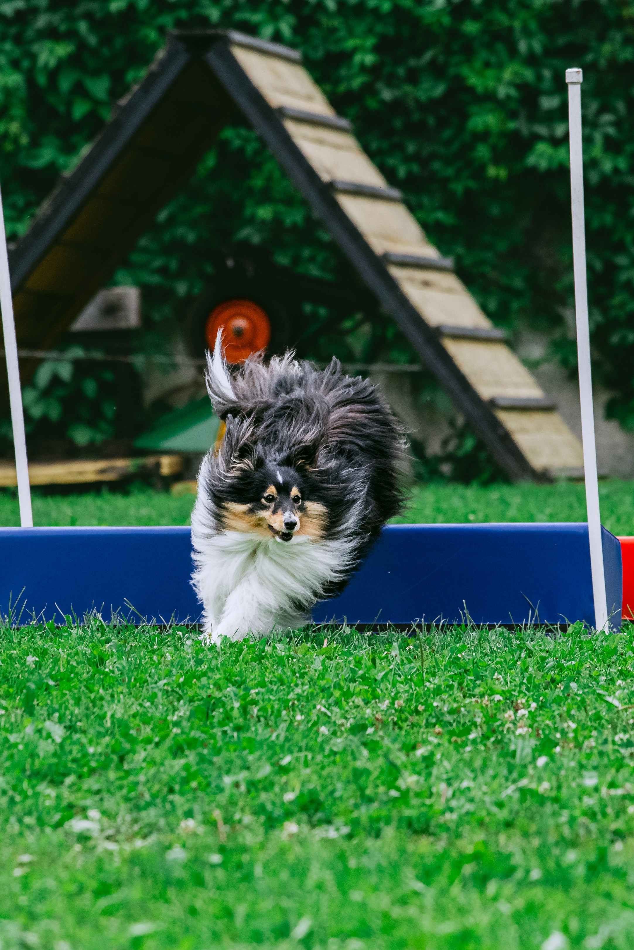 Соревнования по аджилити Долгопрудный 30.06.2025. Фотограф-анималист Татьяна Степанова