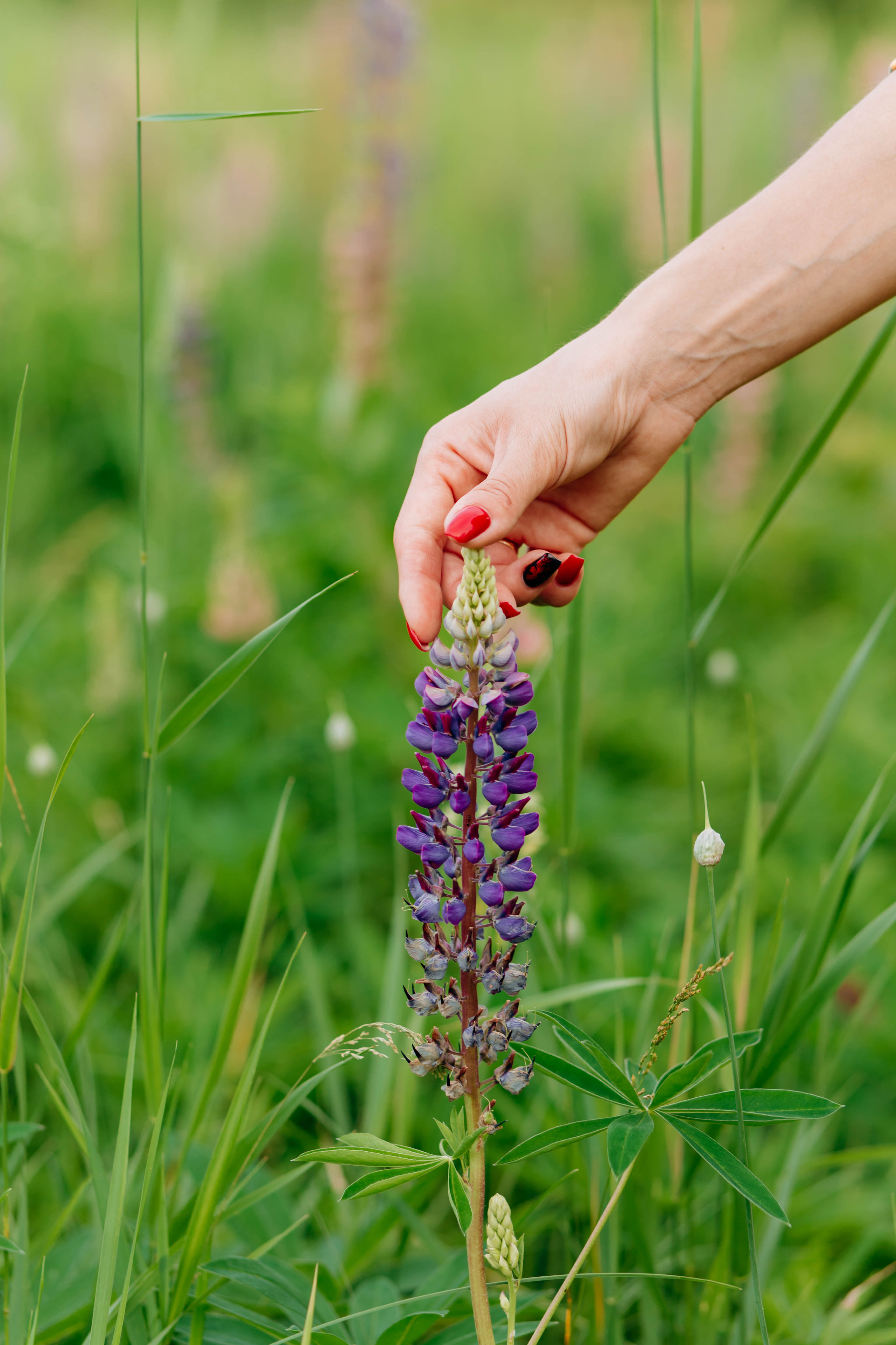 Люпиновое море :). Семейный и свадебный фотограф в Воронеже Майя Добровольская