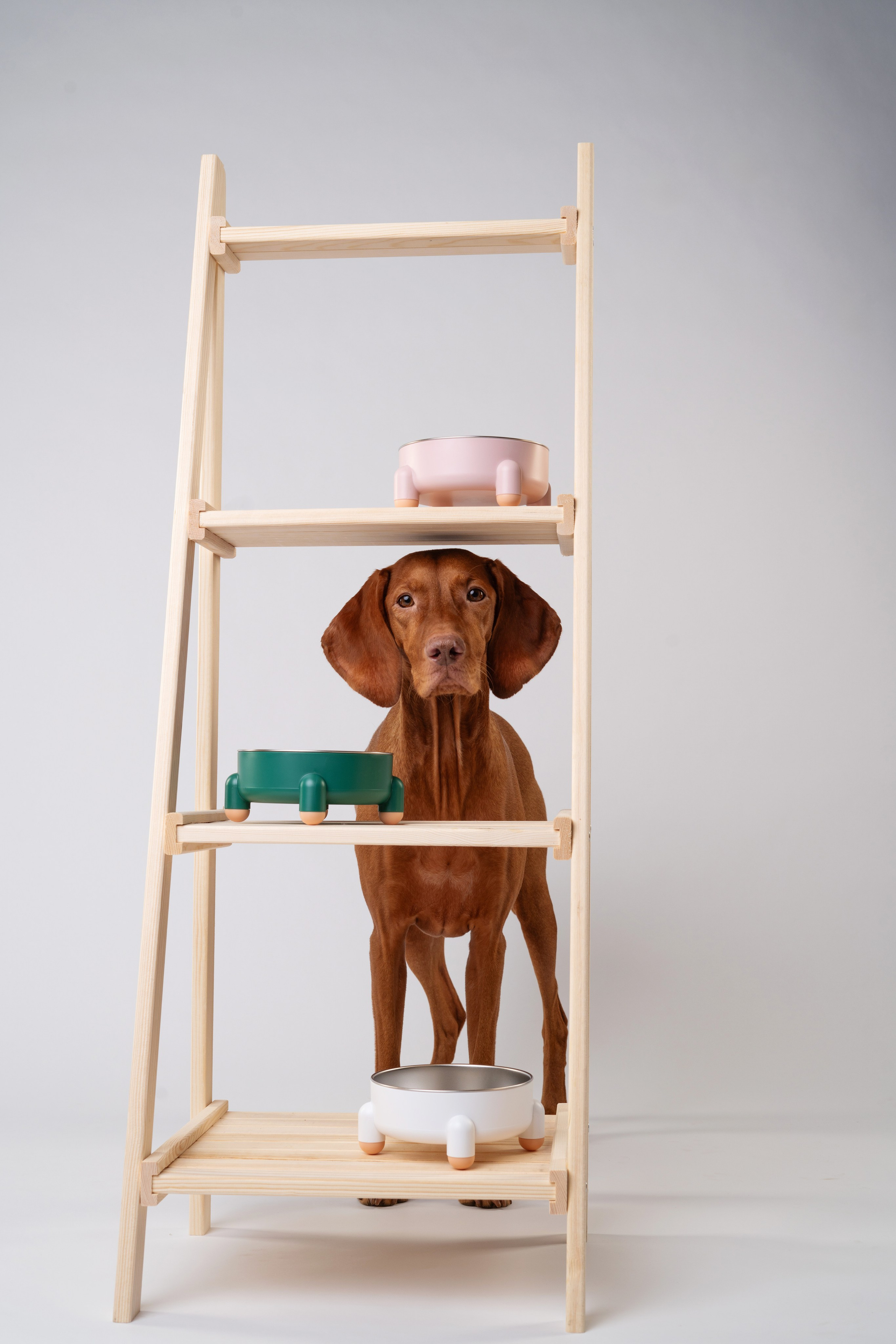 Миски. Фотограф анималист Осипчикова Мария