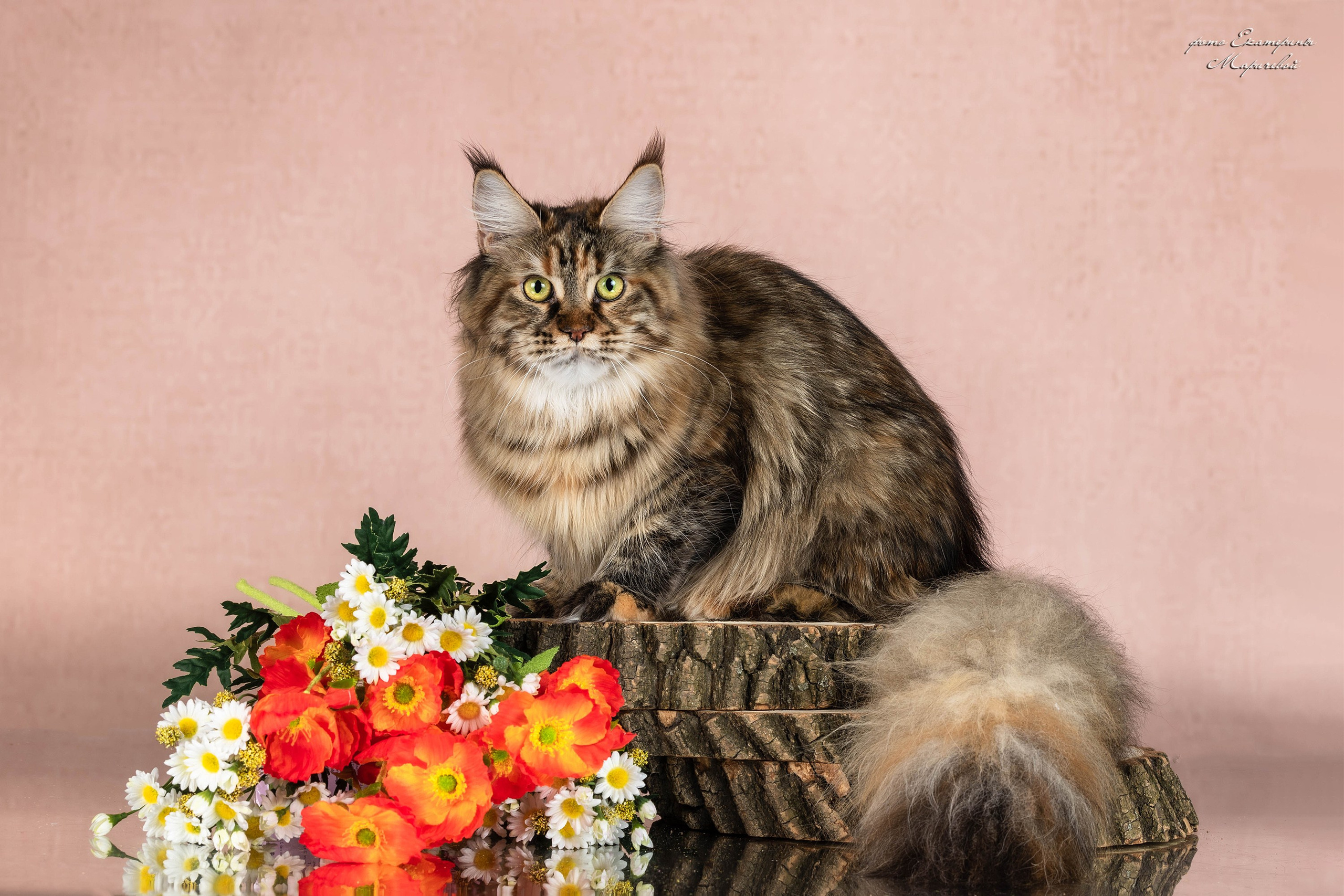 Стендовая съёмка на выставках кошек. Фотограф-анималист в Омске Екатерина Маричева