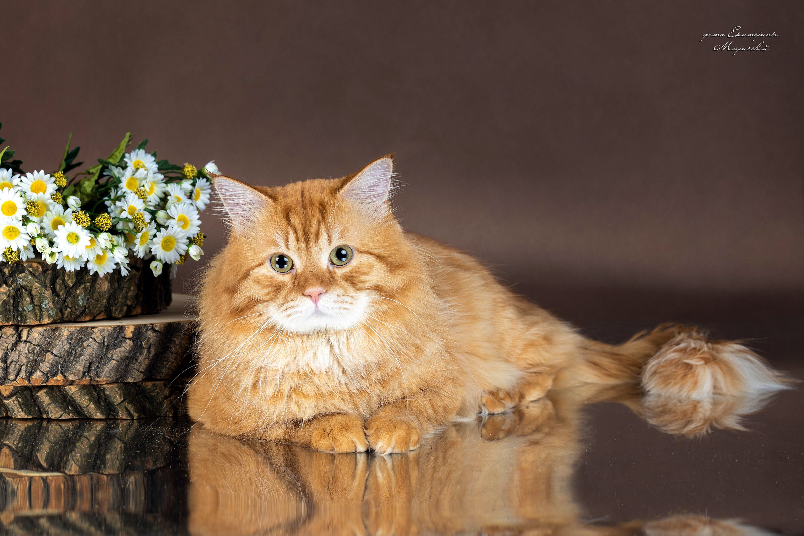 Коричневые фоны. Фотограф-анималист в Омске Екатерина Маричева