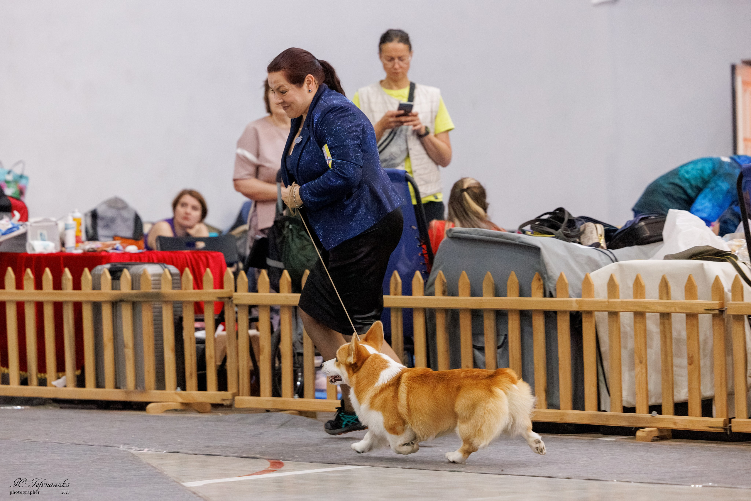 Ереван 2х CACIB 29-30.04.2025. Фотограф-анималист Юлия Германика