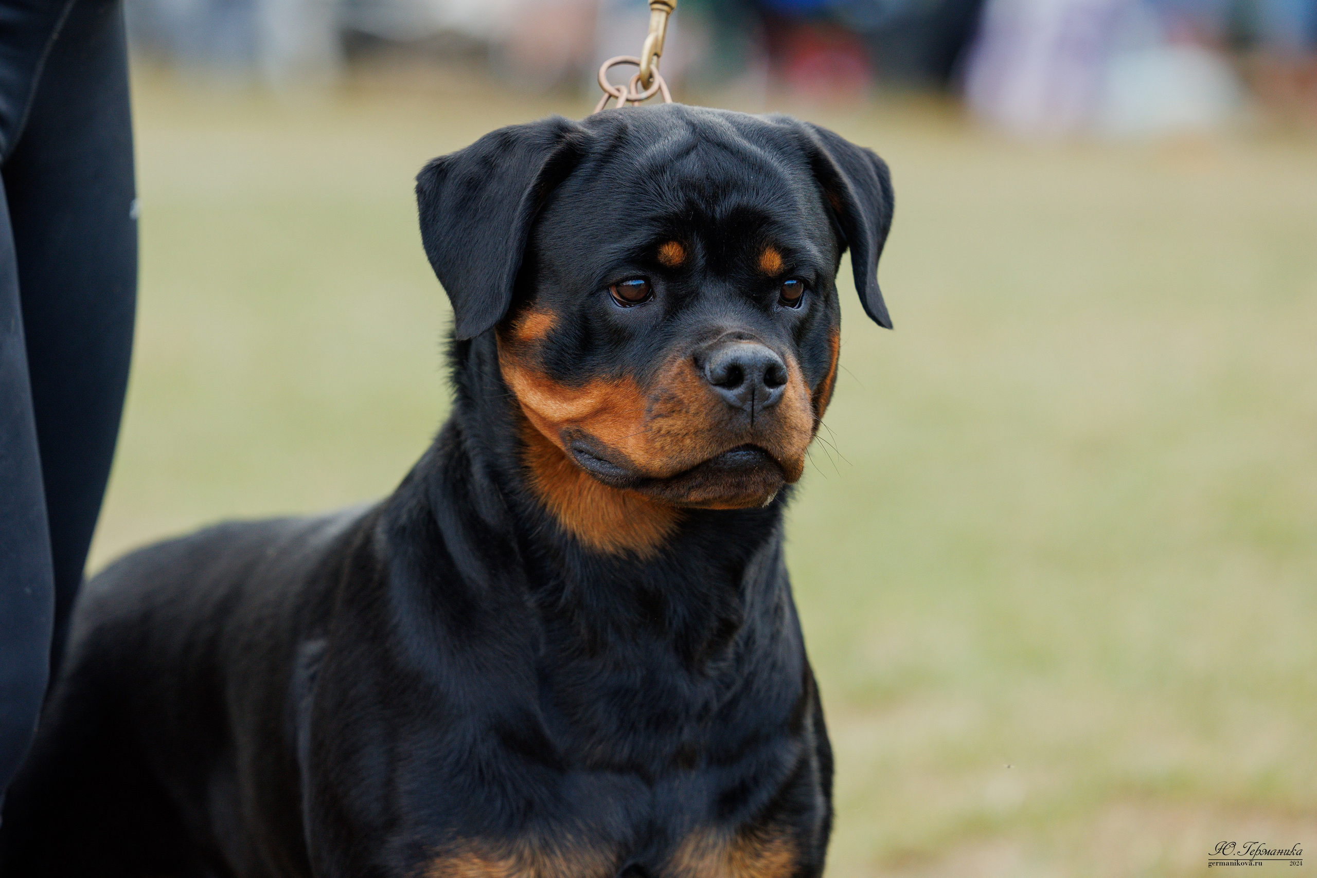 ПК и КЧК ротвейлеры Тверь 6-7.07.2024. Фотограф-анималист Юлия Германика