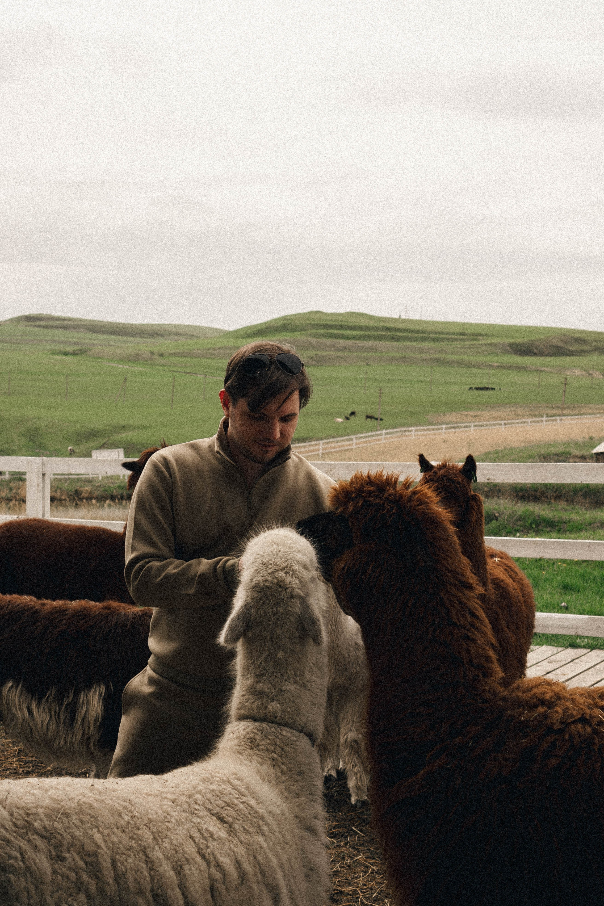 Ферма Альпак. Профессиональный фотограф, Санкт-Петербург — Виктория Богомолова
