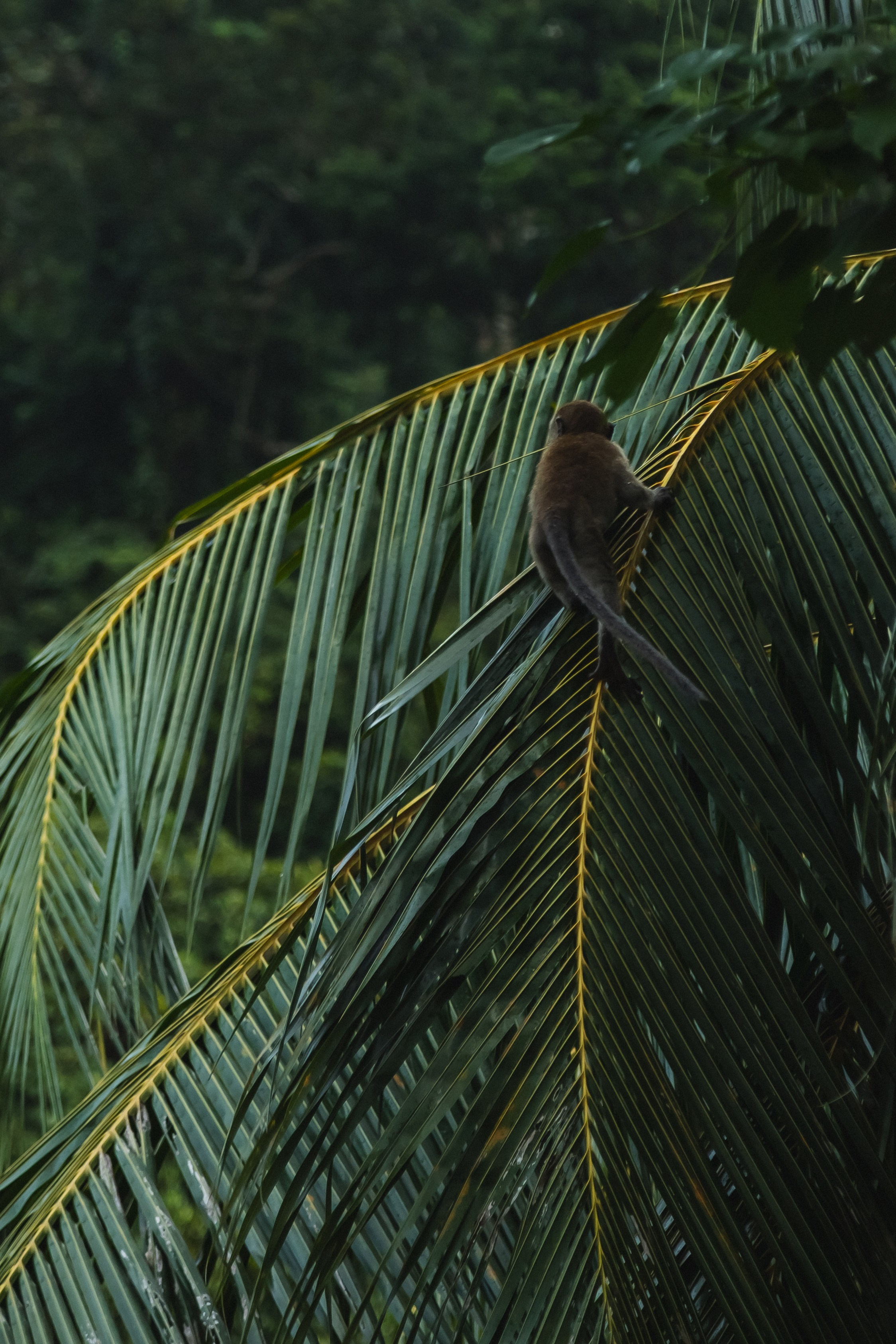 Kuala Lumpur, Malaysia. Главная