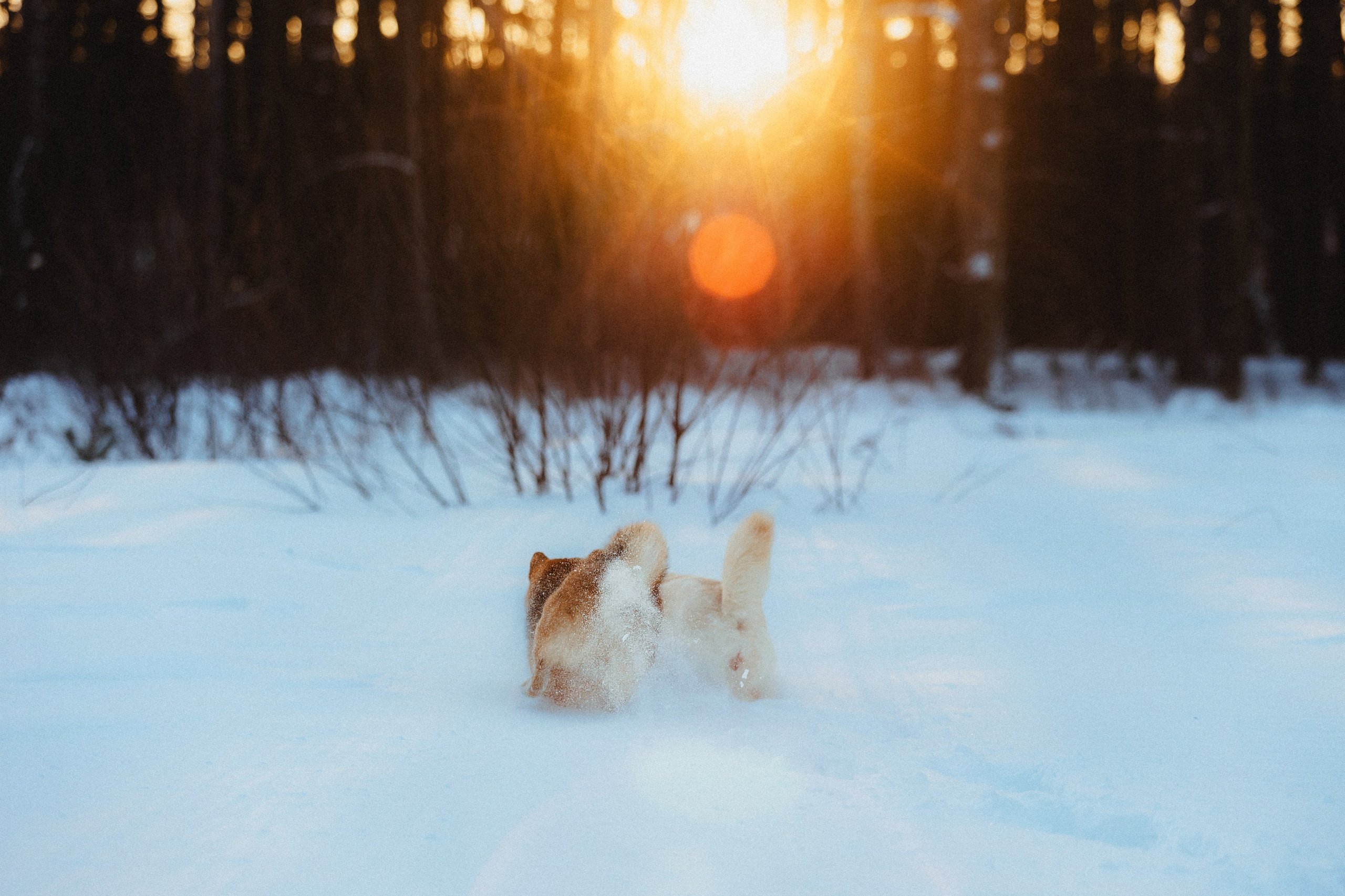 Шед, Цири и Ира