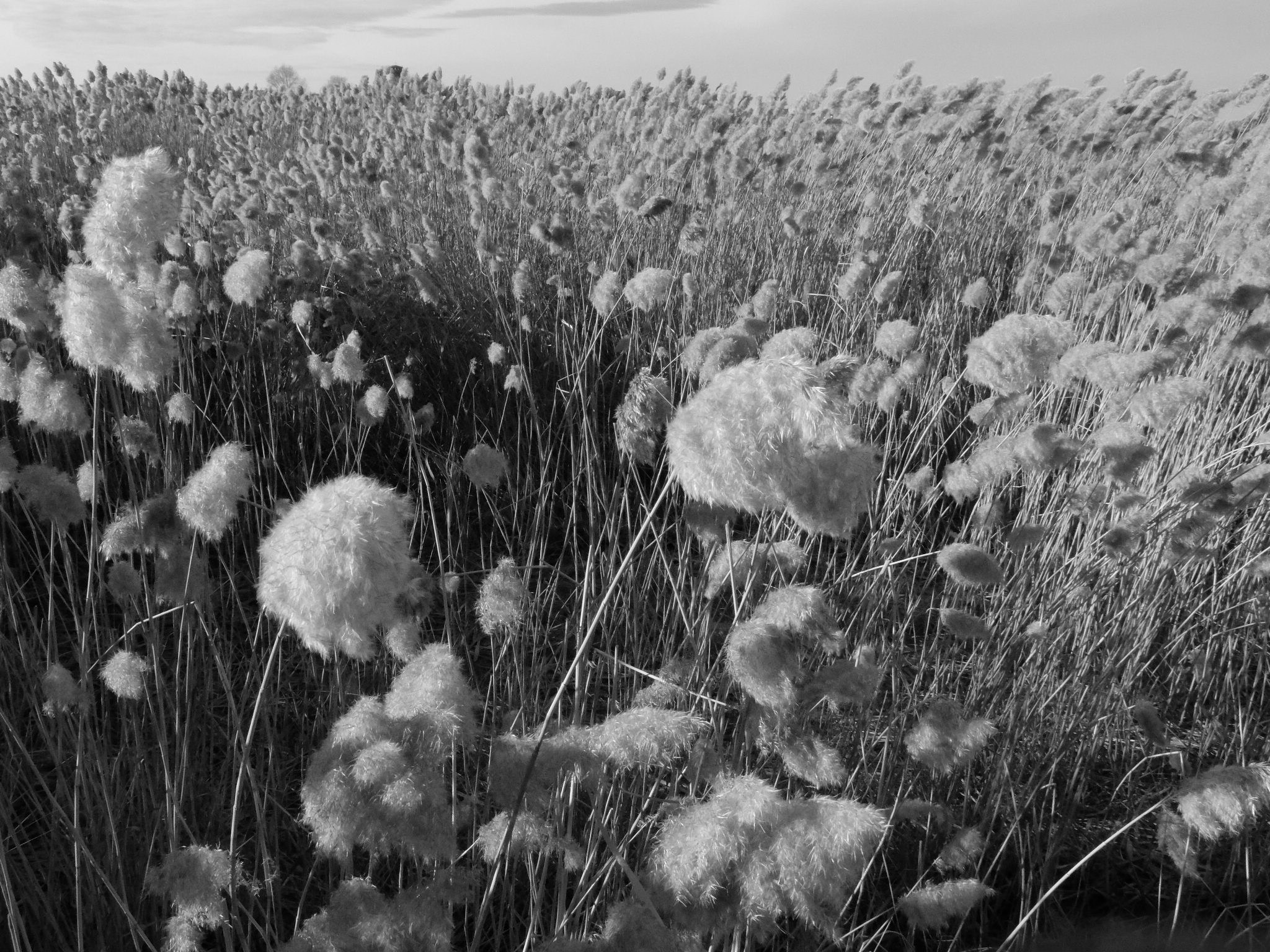 Внутривенные сны (2018-2023)