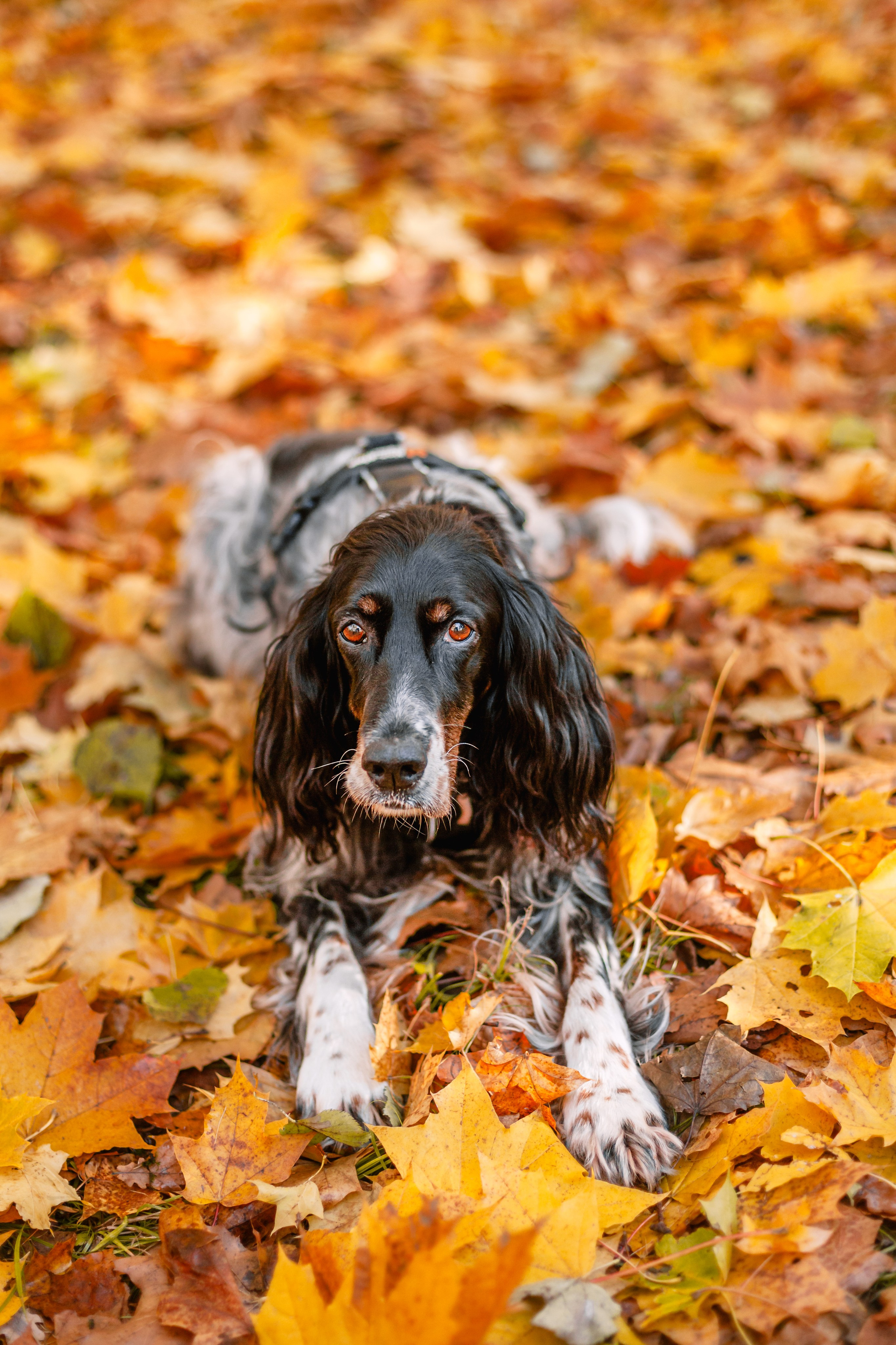 Света, Хайди, Богдана. Фотограф-анималист Татьяна Степанова