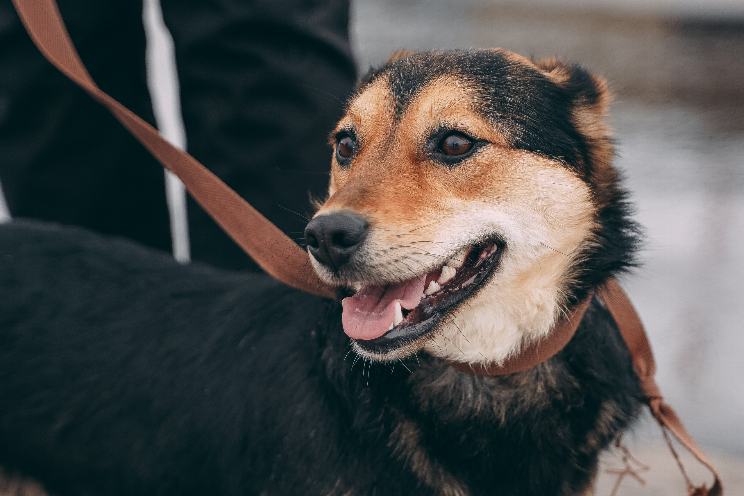 Съемка для благотворительного фонда «Дог 24». Фотограф-анималист, портретный фотограф в Чебоксарах Мария Садыкова