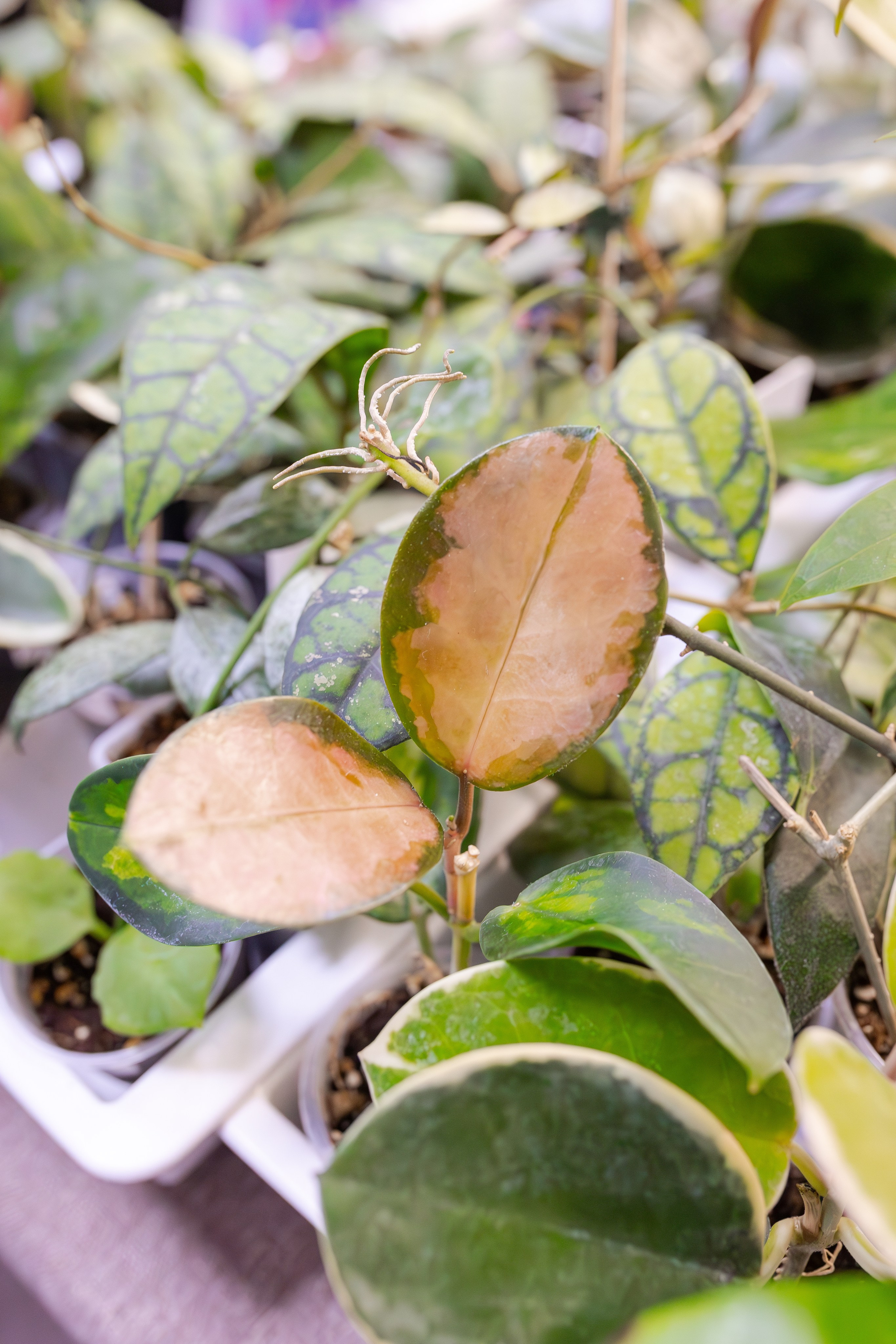 Орхидиум сентябрь 2025. Александра Куликова фотограф, Москва