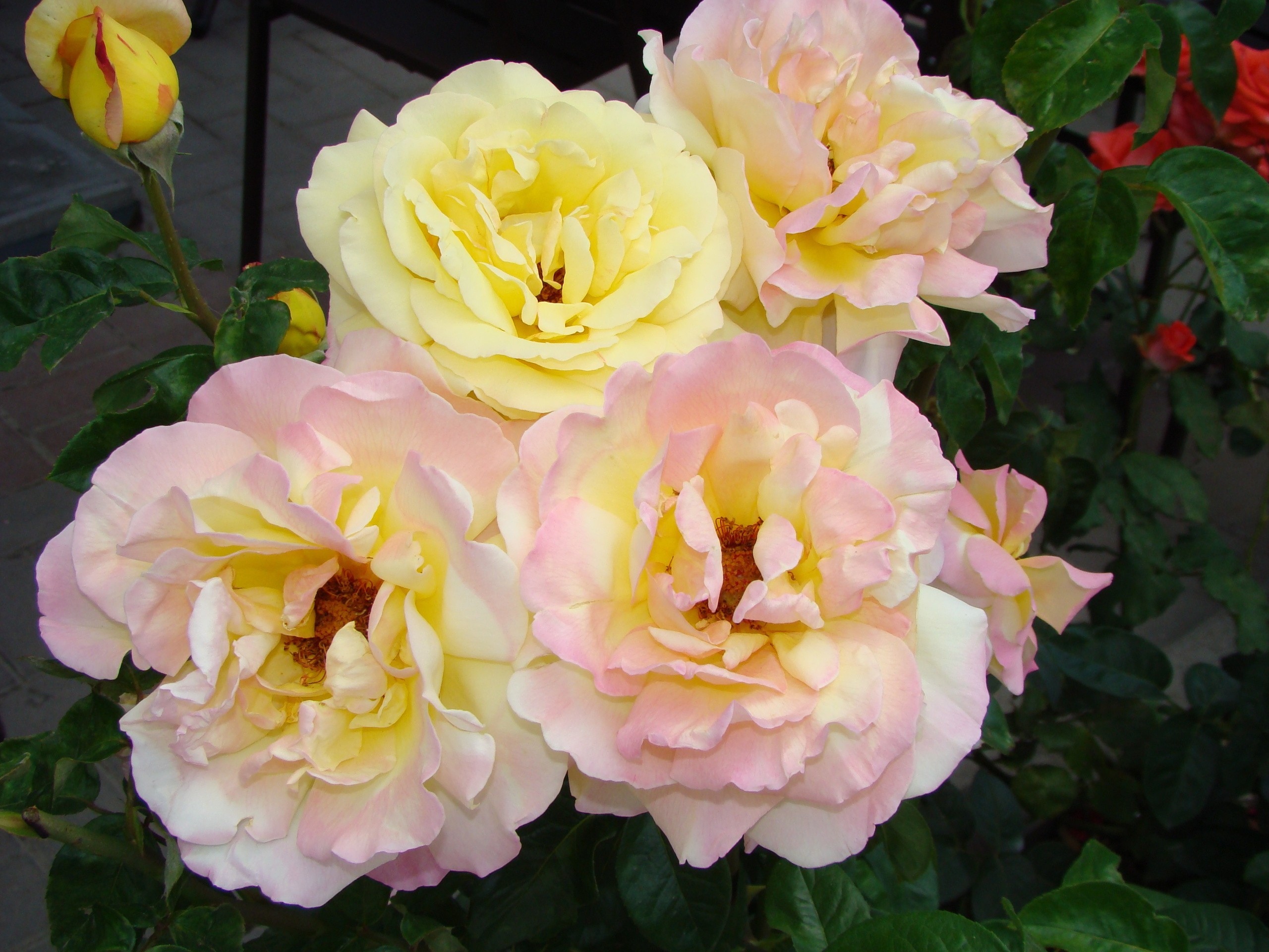 Кабардинка (фото Зевиных) 25.06-24.07.2008. Семейный, Свадебный фотограф СПБ Питер— Романова Екатерина