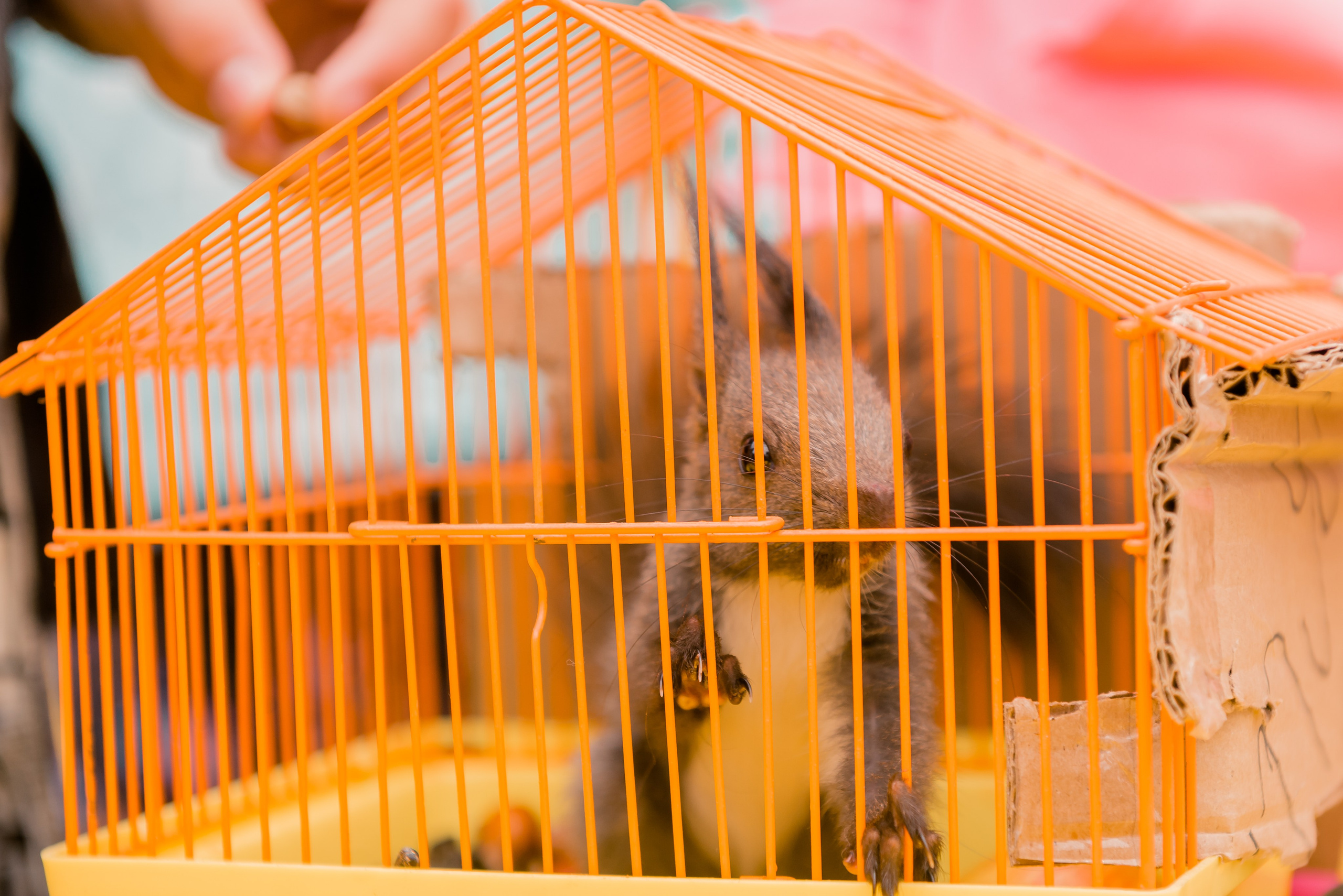 Беличья Тропа. Детский фотограф, семейный фотограф и репортажи в Кемерово