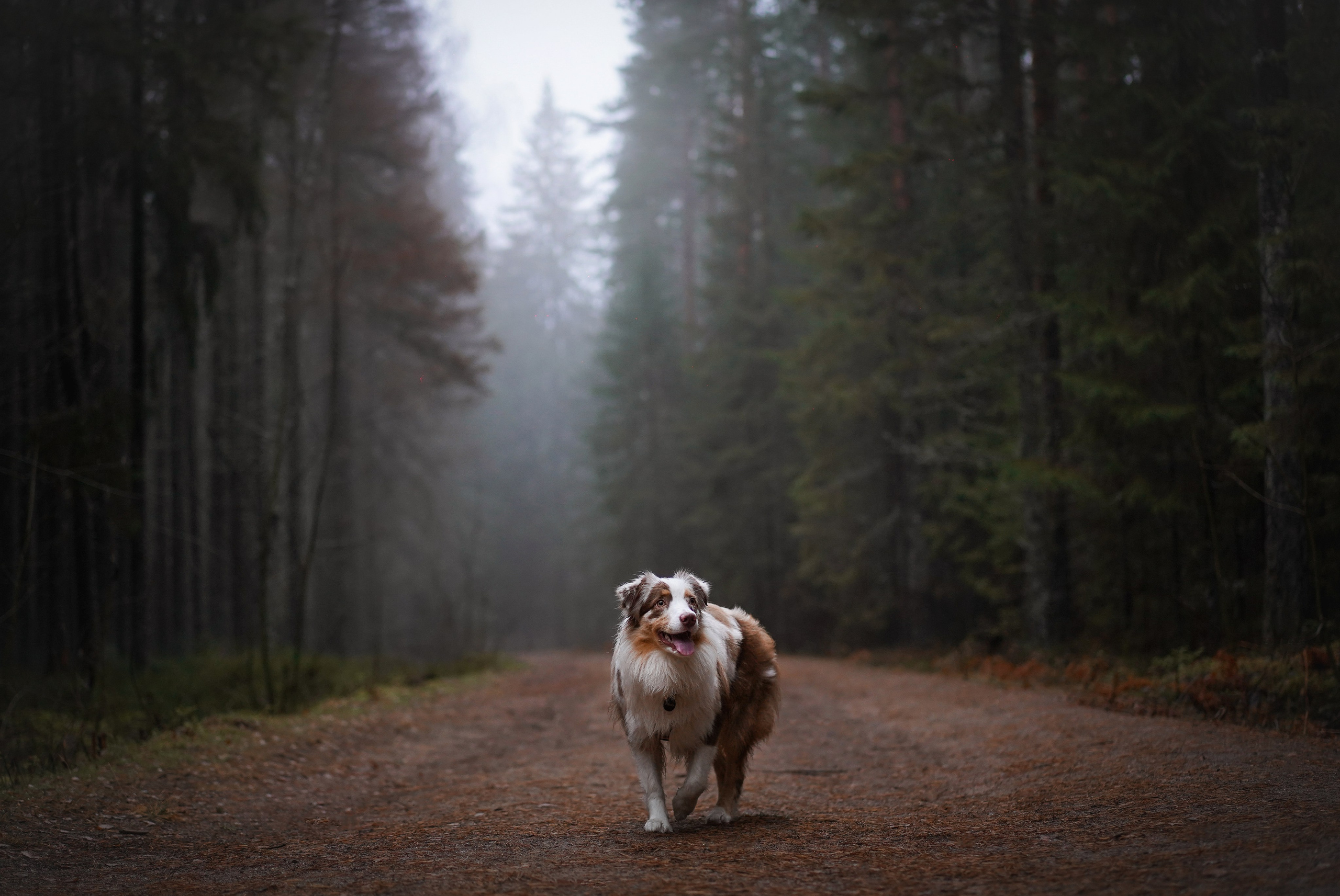 Панда Ноябрь. Фотограф-анималист в Санкт-Петербурге Яна Мартынова