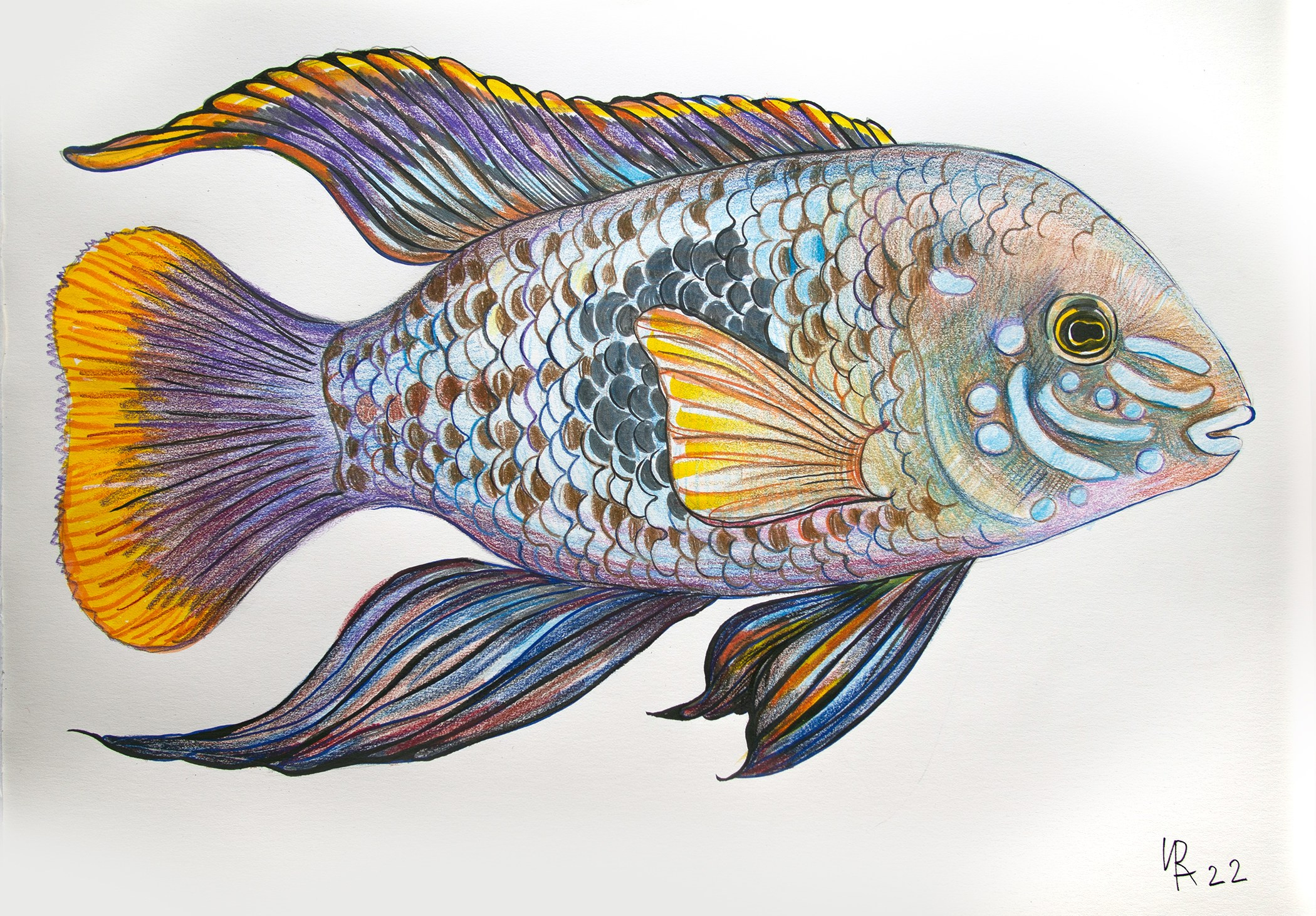 Акара. Бумага, цветные карандаши. Формат А3. 2022 год.