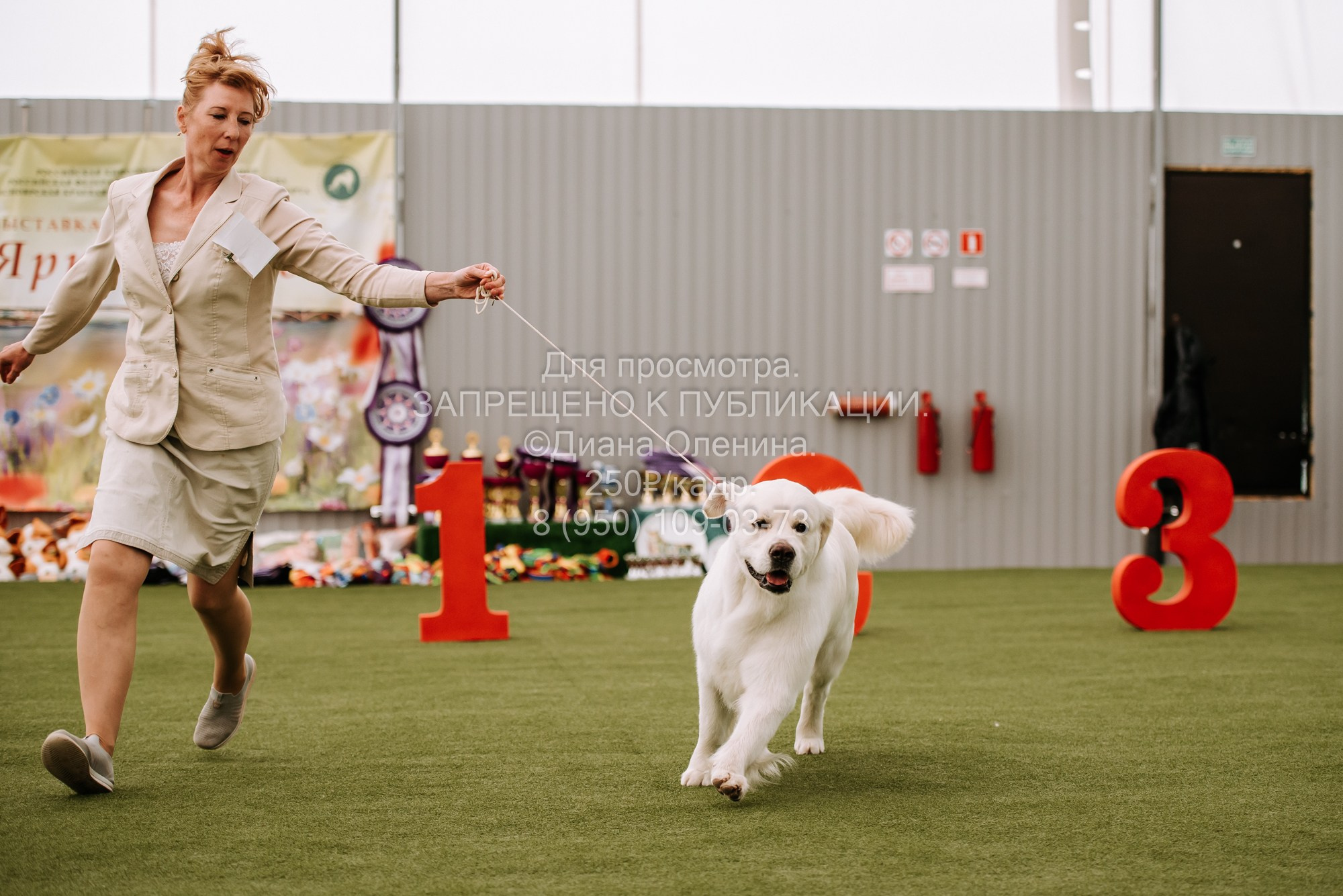 Выставка собак Красноярск 2.06. Фотограф Диана Оленина Красноярск / Братск