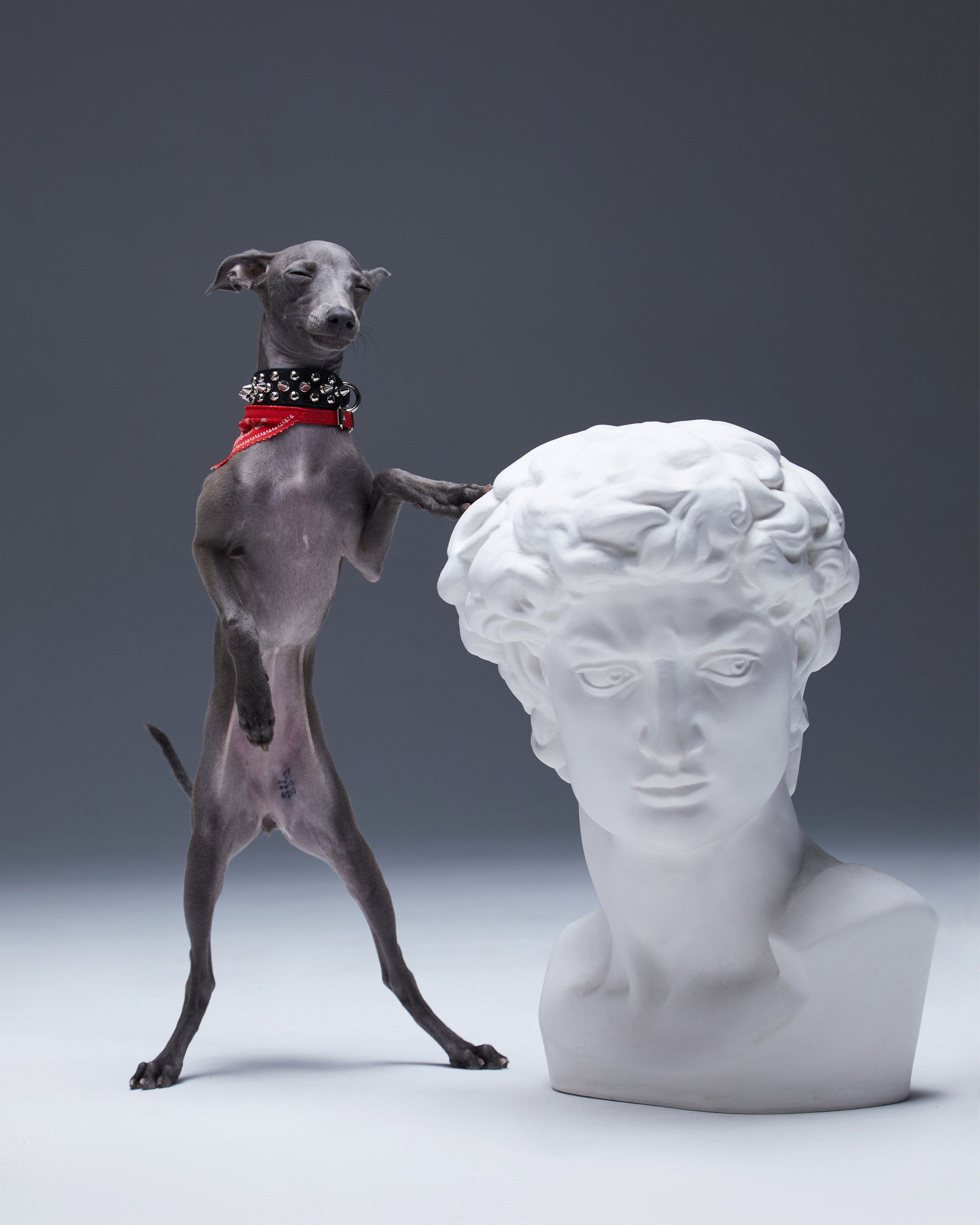 Pets Photography / Фотограф Собак