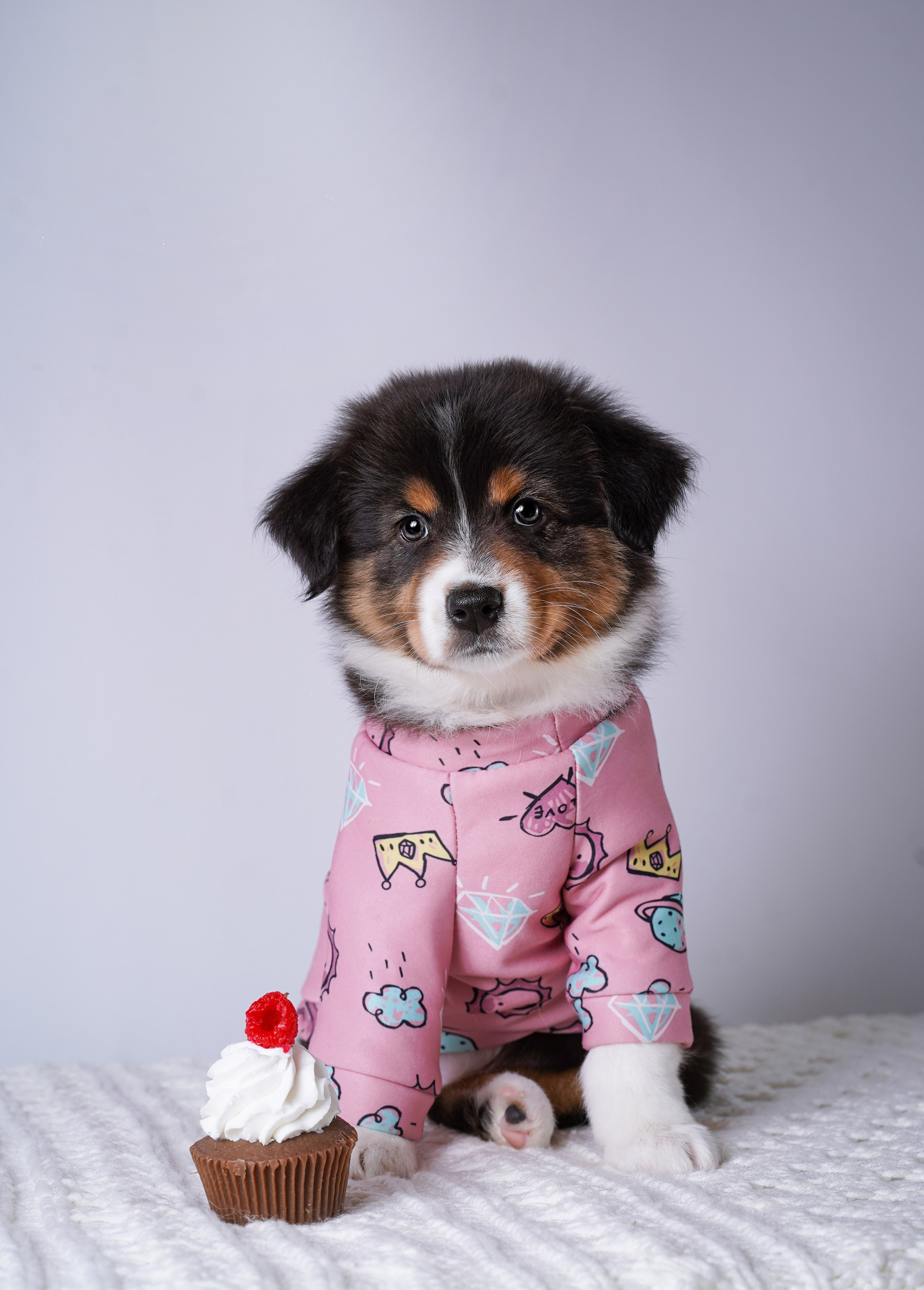 Щенки аусси. Фотограф-анималист в Санкт-Петербурге Яна Мартынова