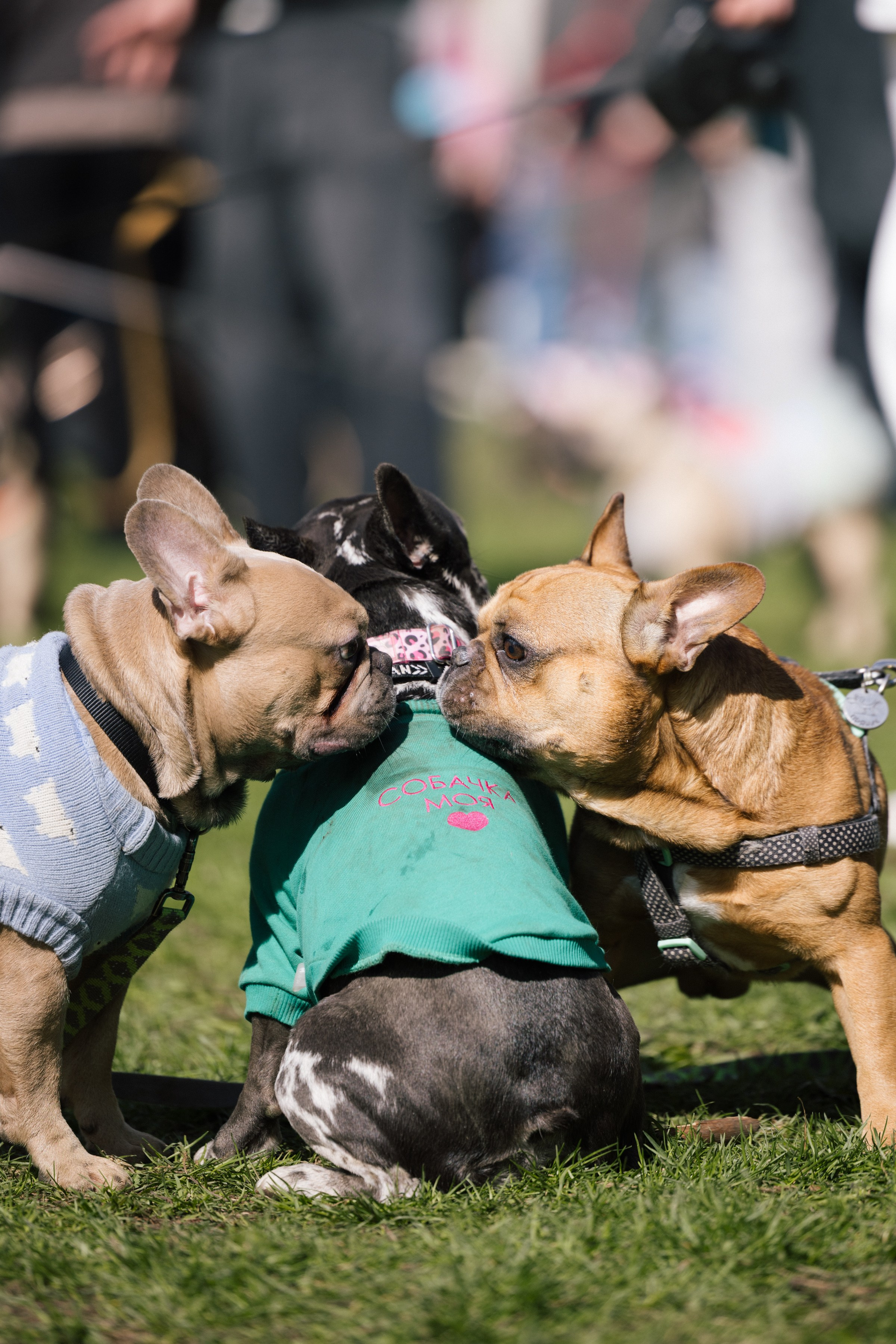 Хвостатый репортаж. Аксана Лисовская фотограф в Москве. Фотографии с характером
