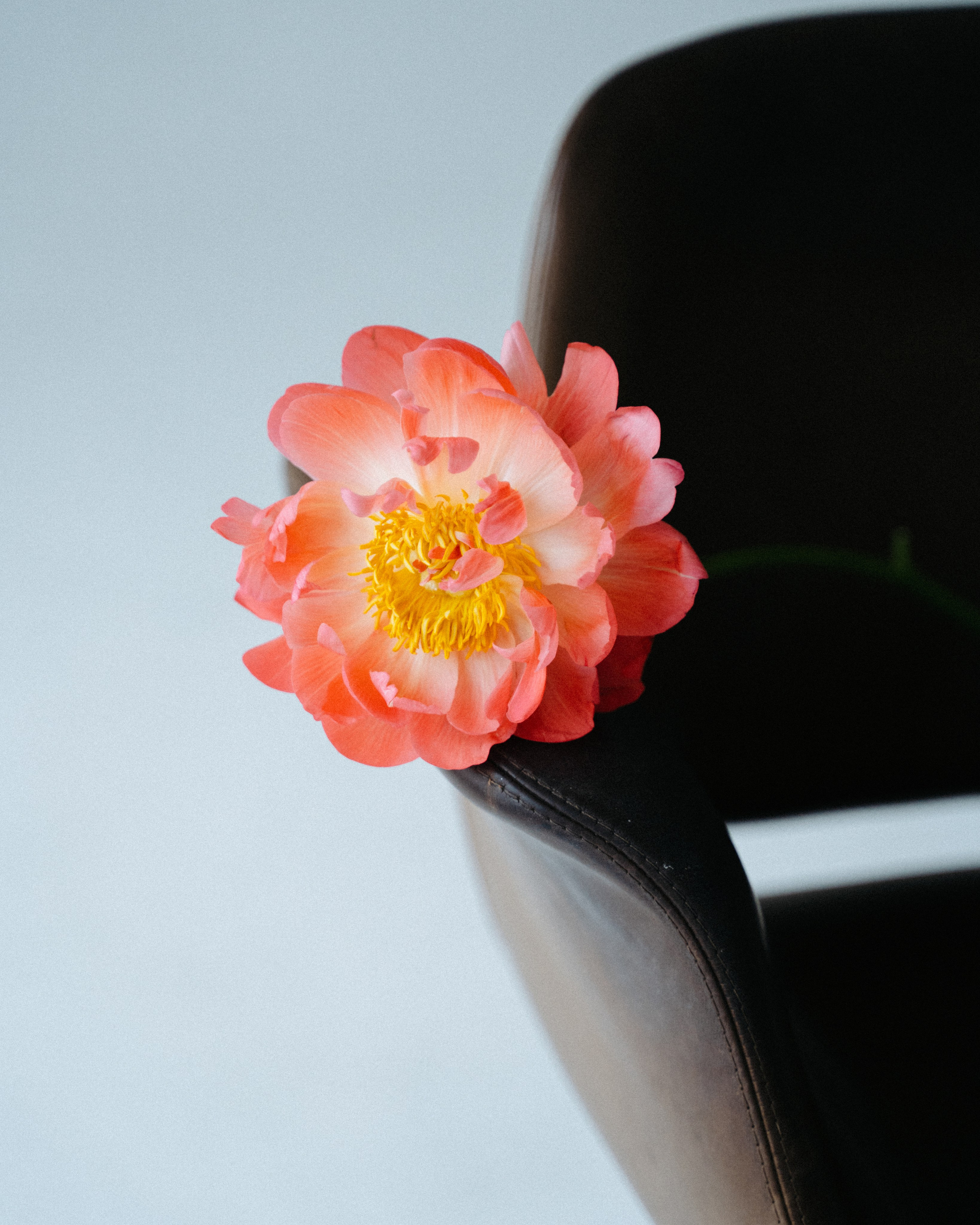 Olya. Анастасия Максимова, фотограф, москва