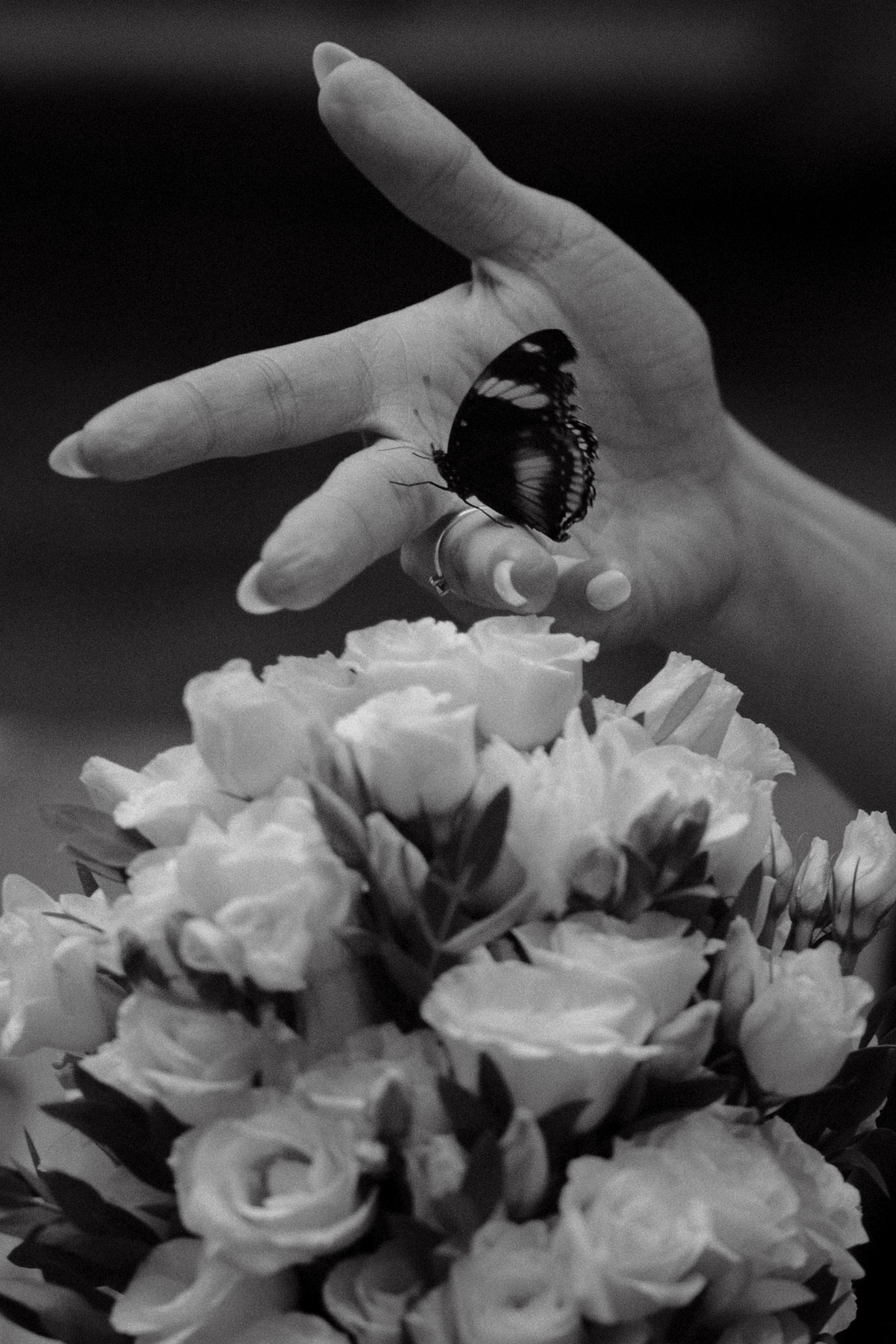 Крылья бабочки. Фотограф Диана Хасанова, г. Казань