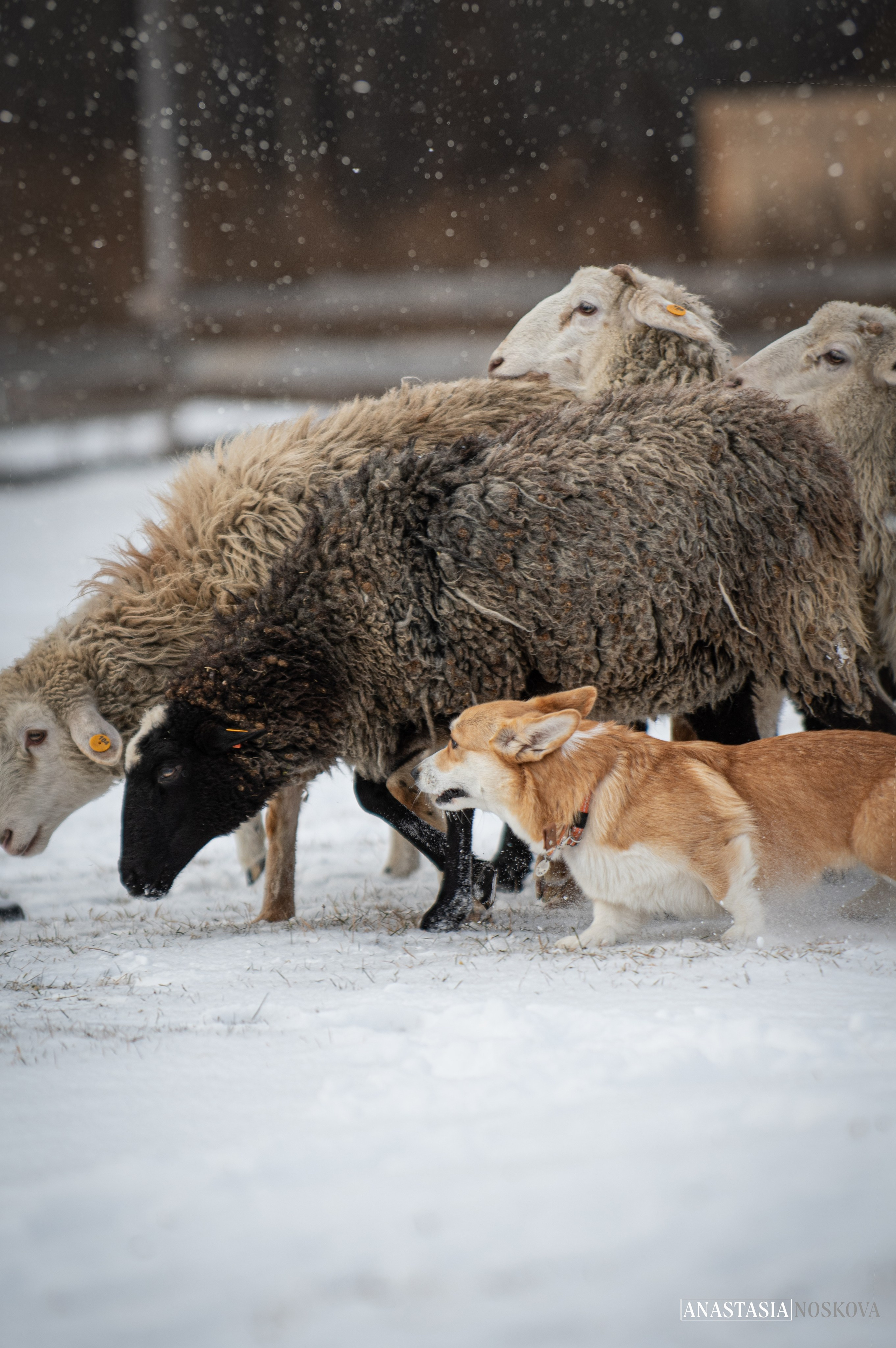 Анастасия Носкова | Фотограф