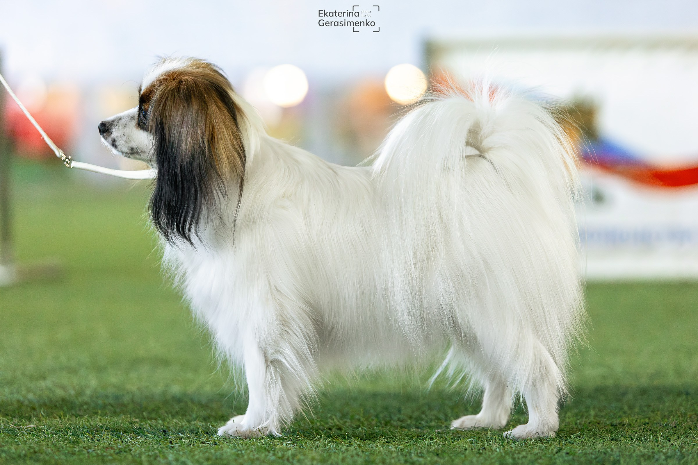 6 октября 2024, Выставка РКФ, г. Пермь. Htykk_photo