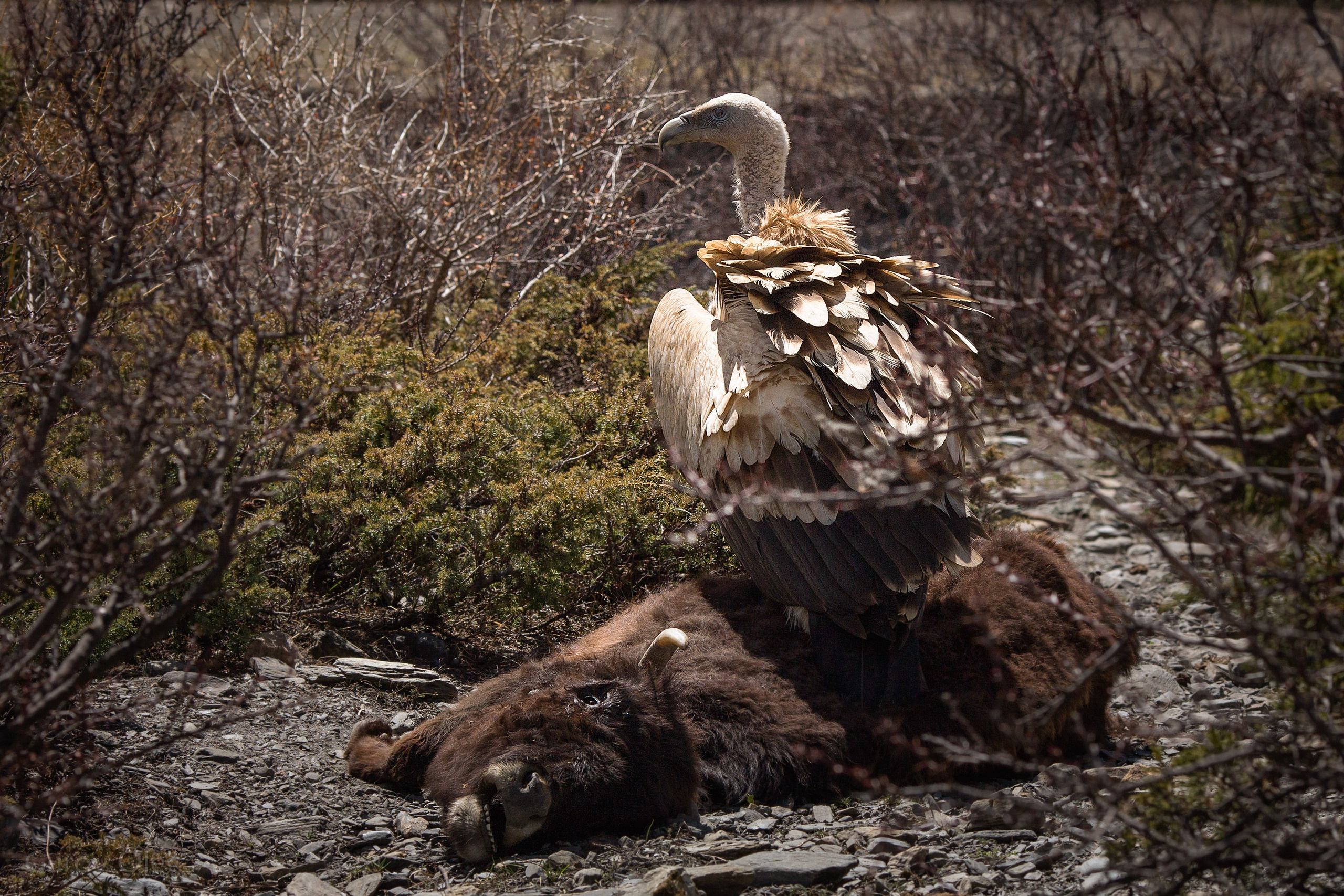 Непал. Фотограф в Москве - Олег Гуров