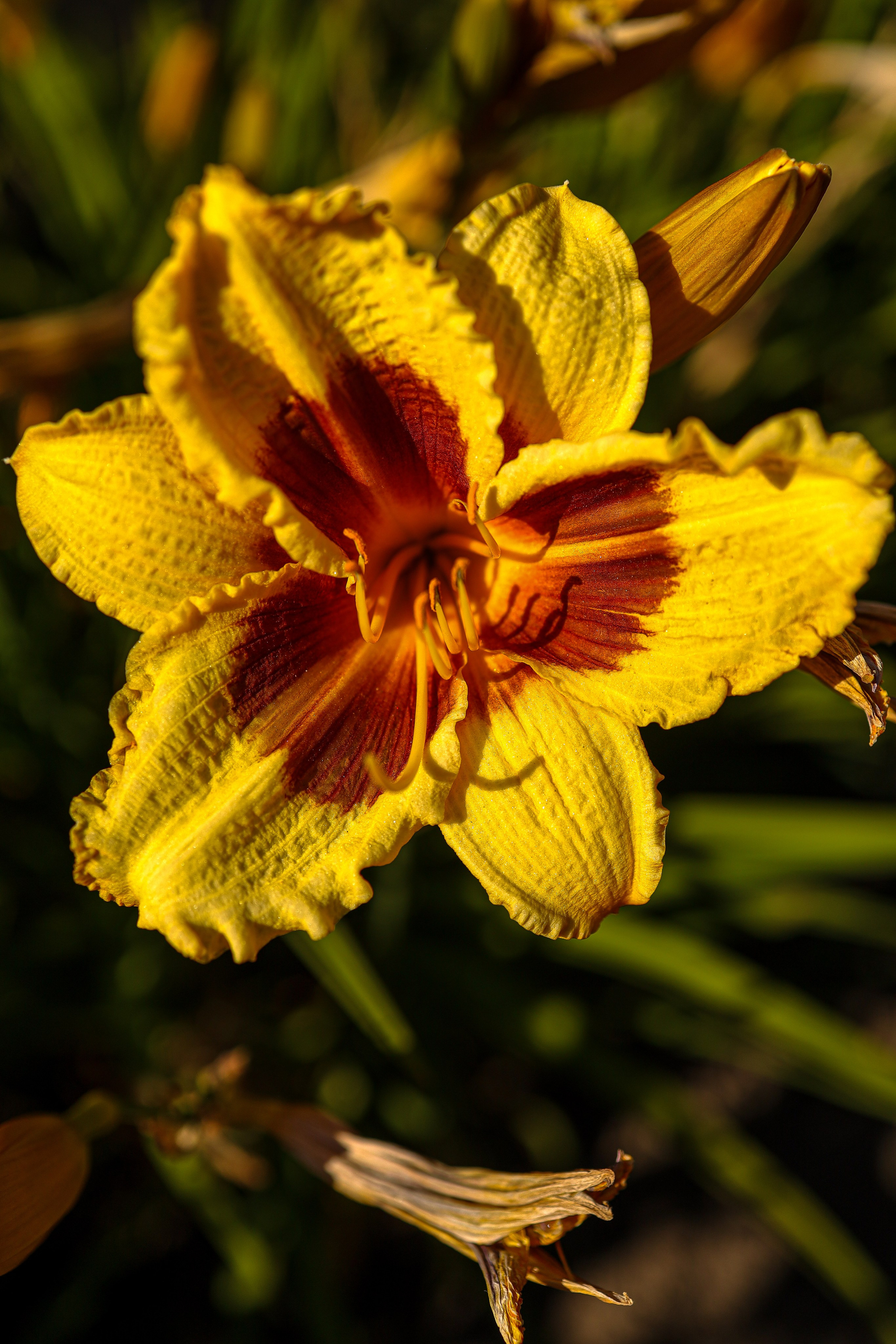 Природа &. Фотохудожник в СПб