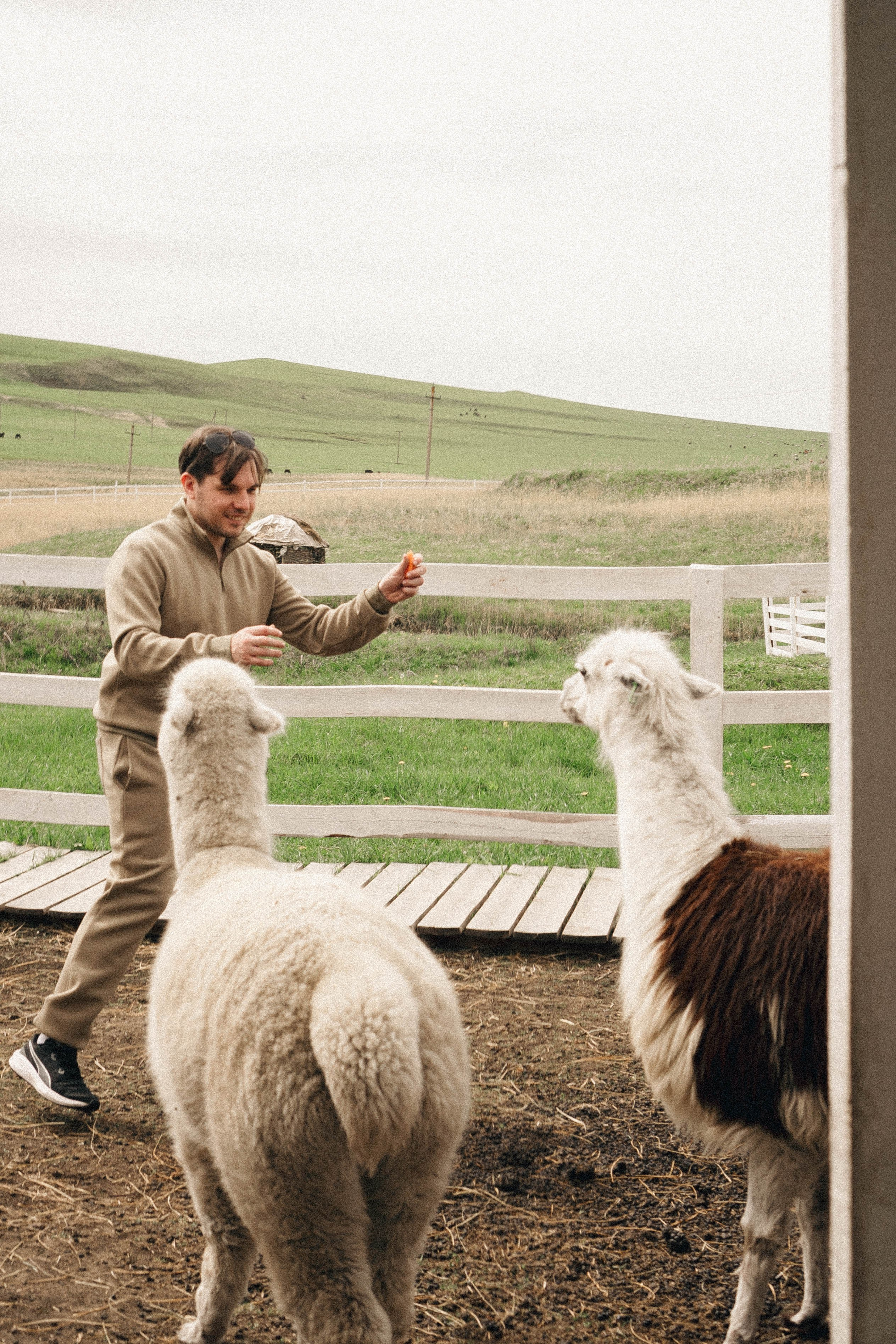 Ферма Альпак. Профессиональный фотограф, Санкт-Петербург — Виктория Богомолова