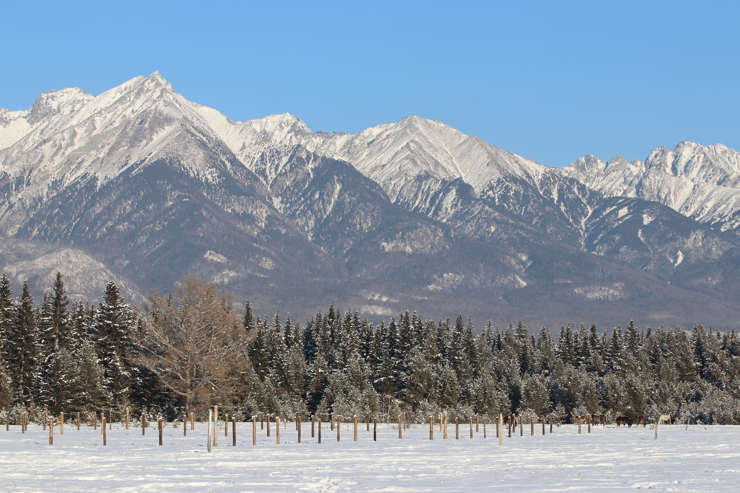Аршан. Январь 2022. Путешественник-фотограф из Санкт-Петербурга Татьяна Свистулина