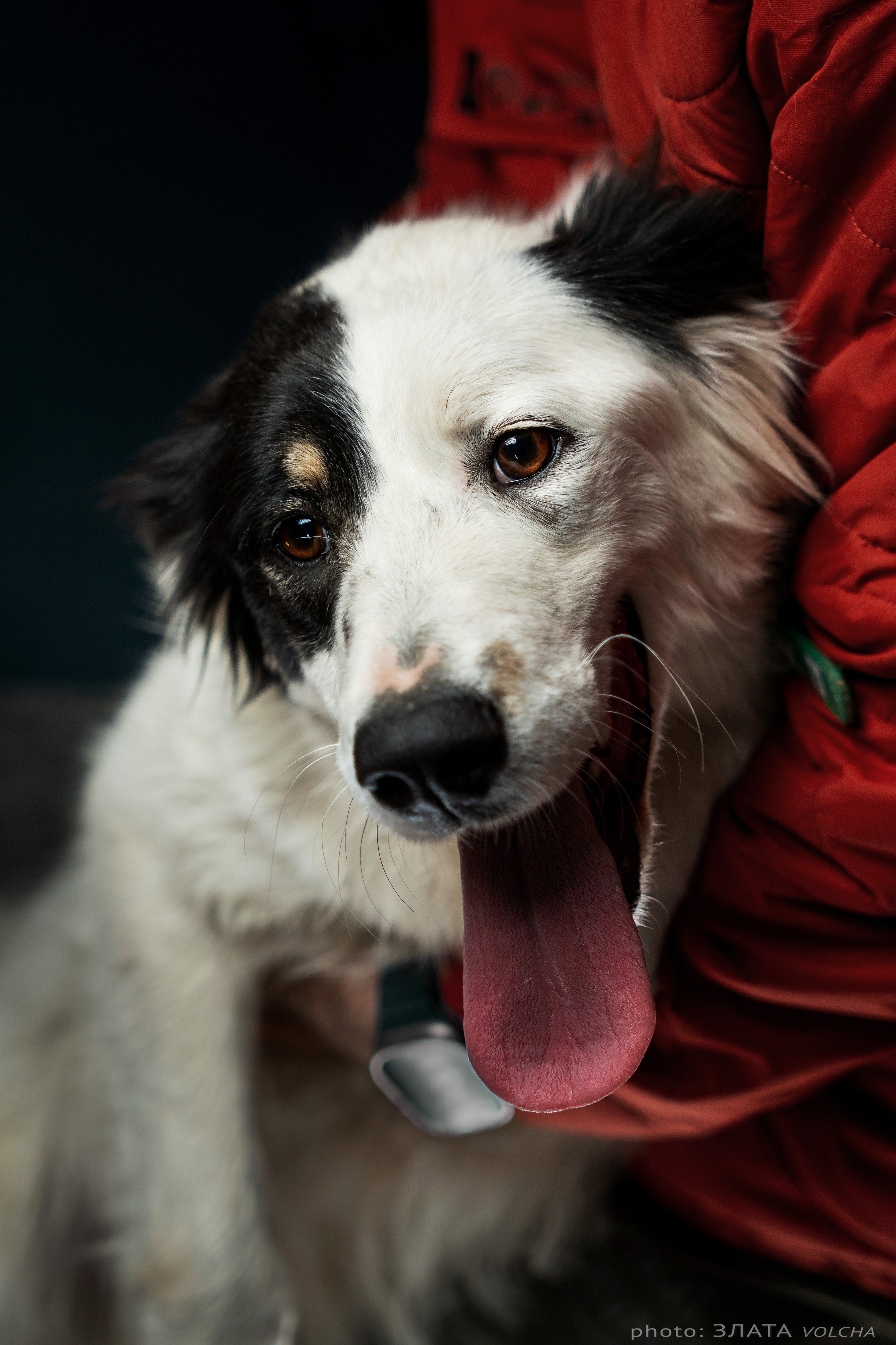 Собаки в студии. Фото, видео, монтаж