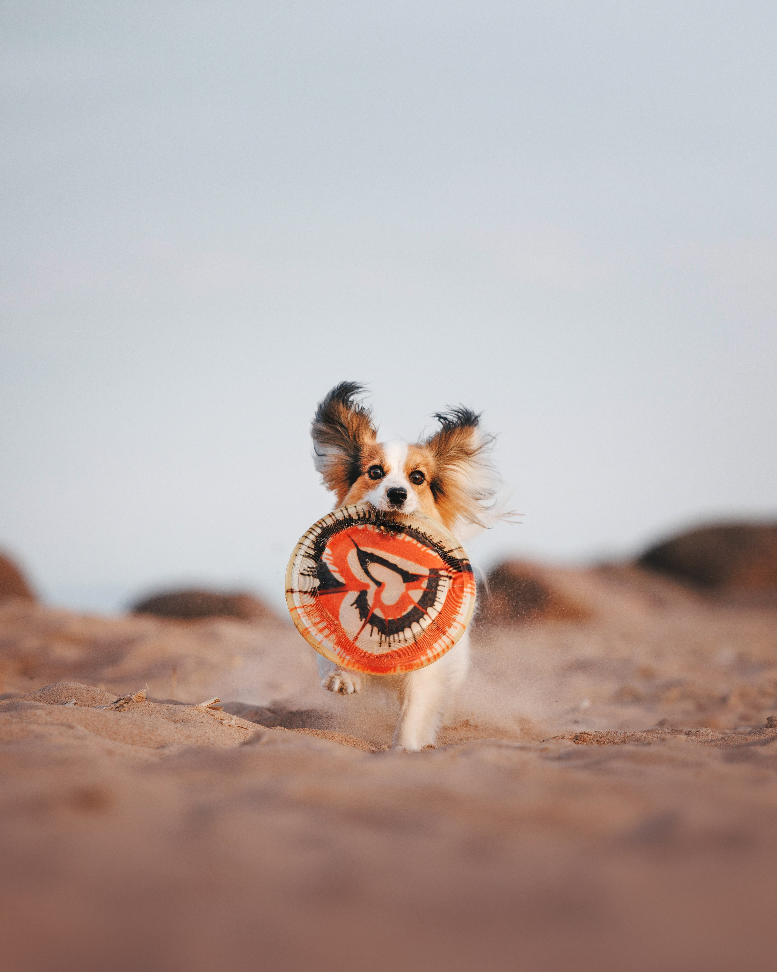 Рита, Маша и много собак. Фотограф анималист Осипчикова Мария