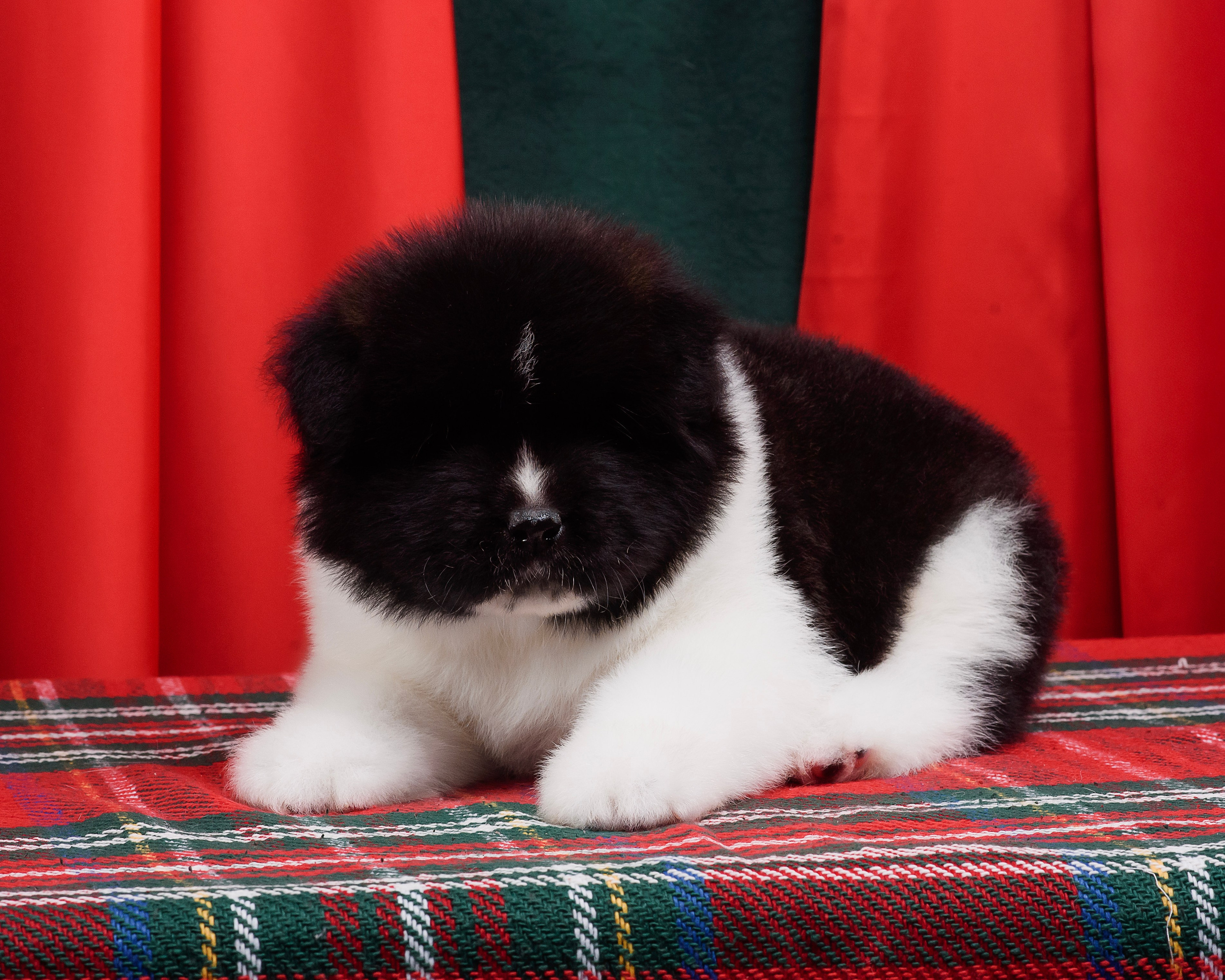 Щенки Американской Акиты. Фотограф — Анималист | Анна Абрамова