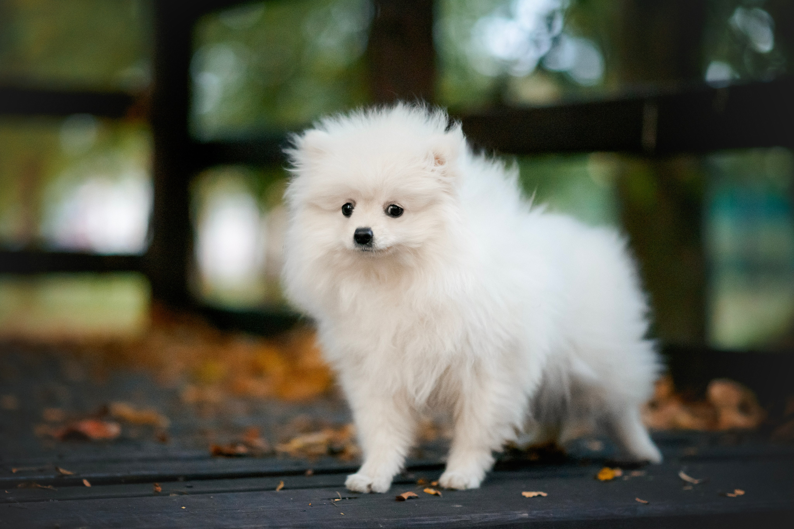 Малый немецкий шпиц — 18.09.2025. Фотограф — Анималист | Анна Абрамова