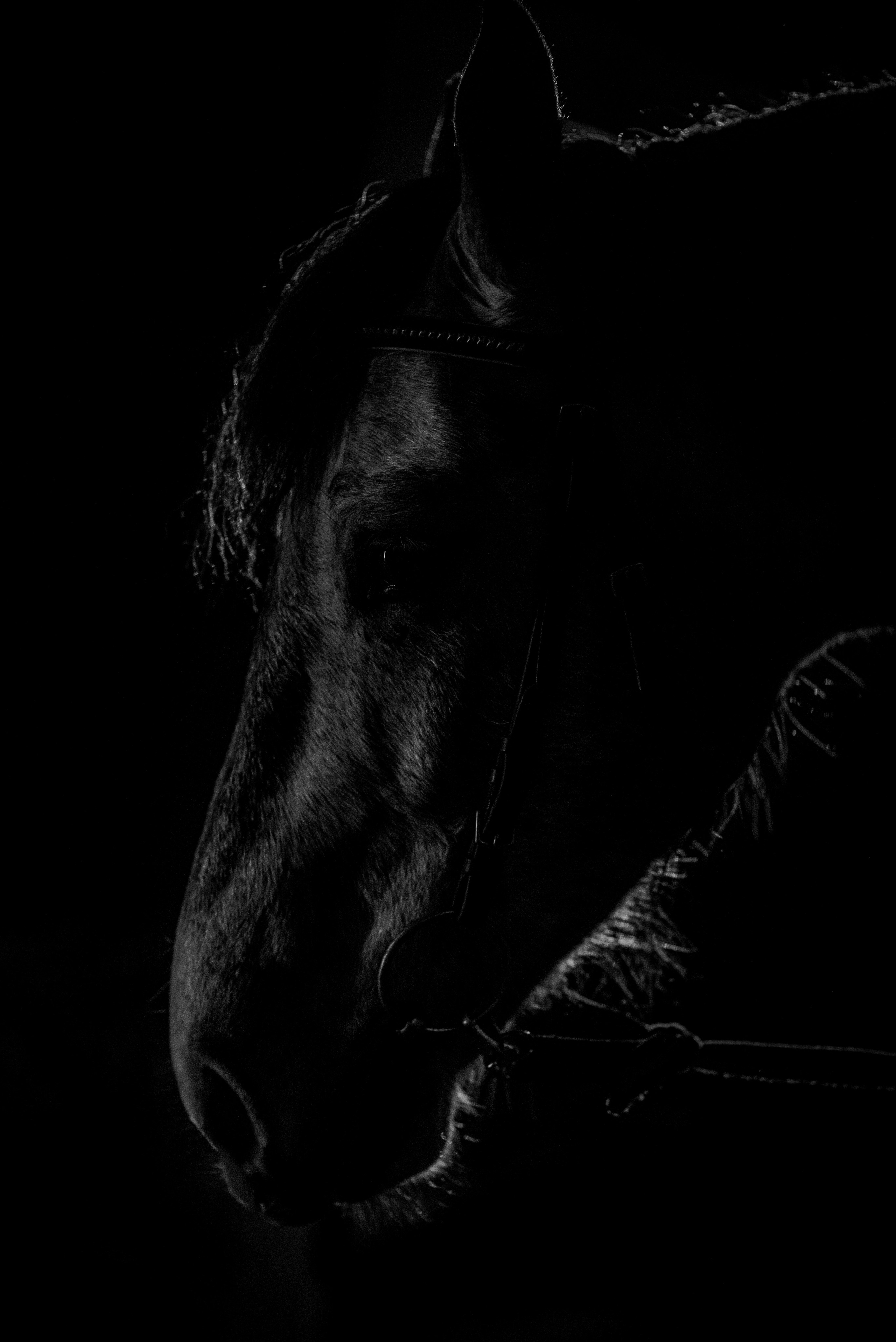 Дакар и Рамина ЧБ — 08.04.2023. Фотограф — Анималист | Анна Абрамова