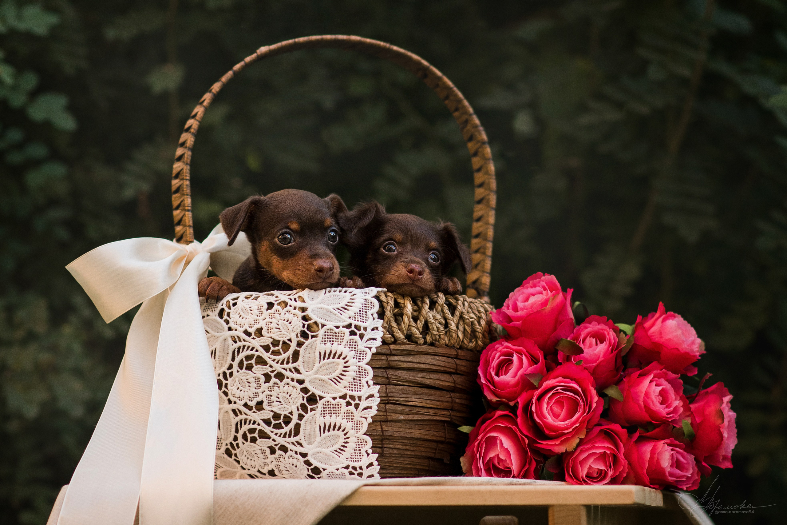 Щенки пражских крысариков — 06.08.2023. Фотограф — Анималист | Анна Абрамова