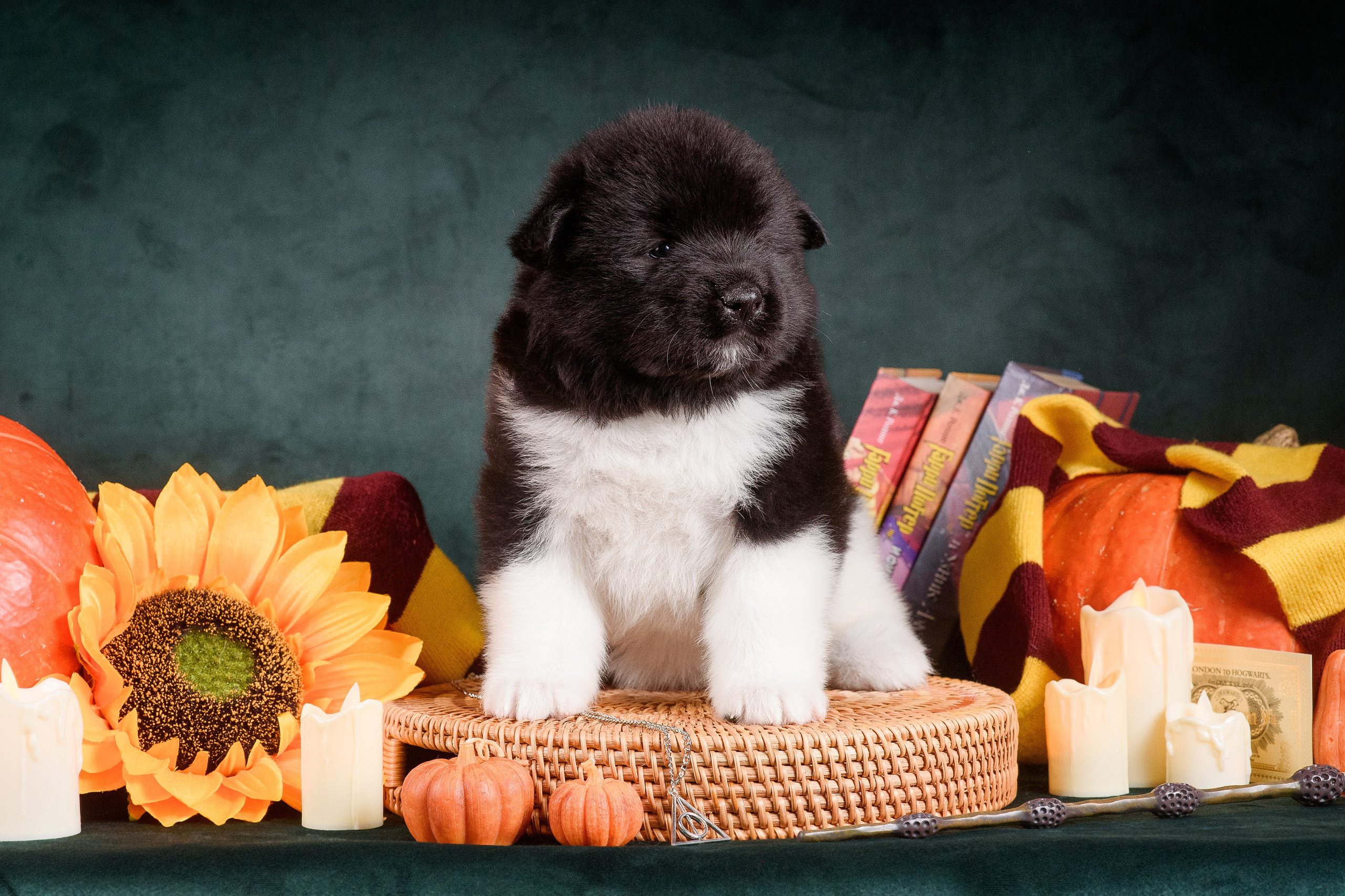 Щенки Американской Акиты — 04.11.2024. Фотограф — Анималист | Анна Абрамова