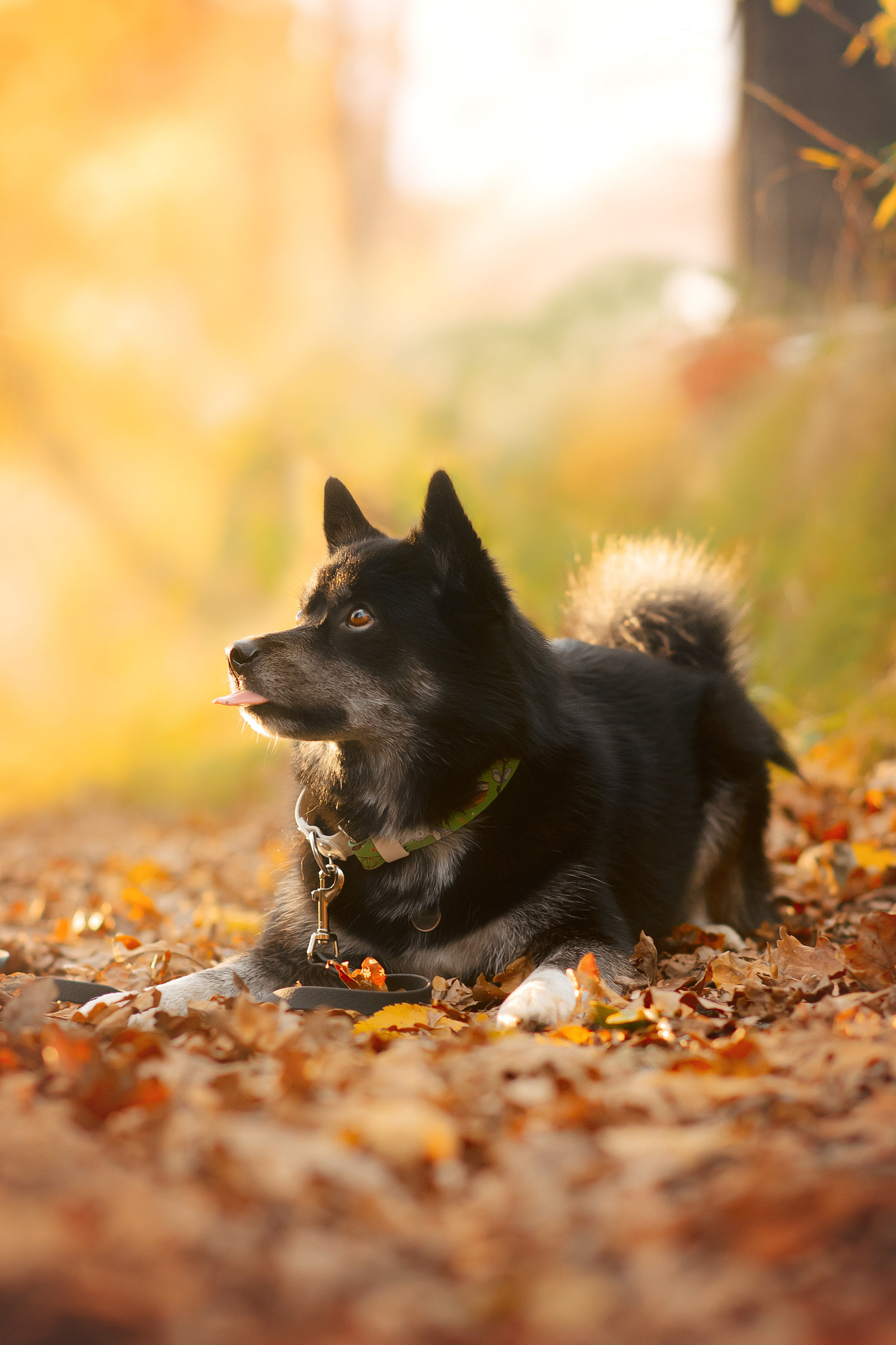 Максим, Надя, Рой и Шелби — 13.10.2024. Фотограф — Анималист | Анна Абрамова