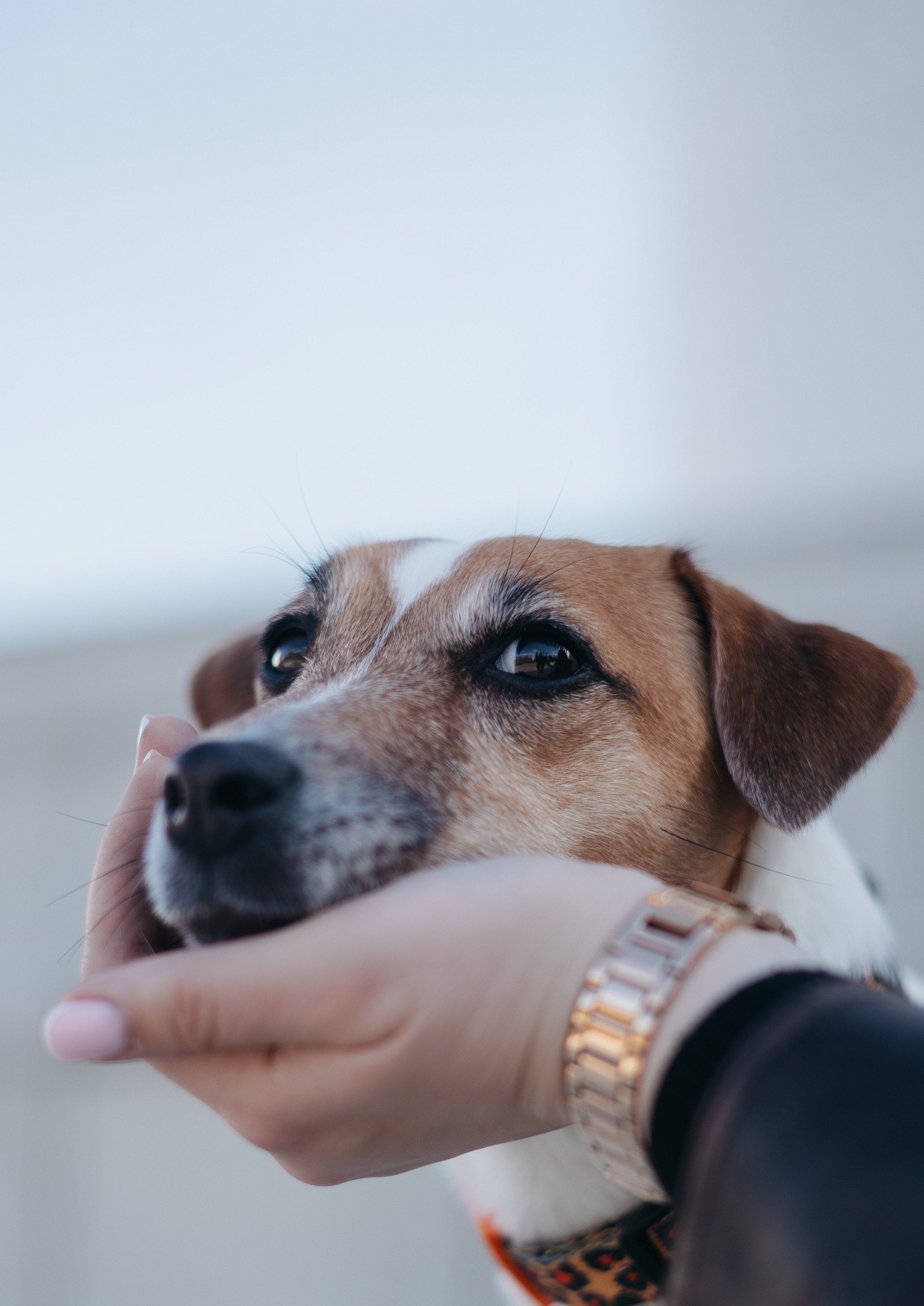 Таня и Пегги. Фотограф животных Евгения Верцинская