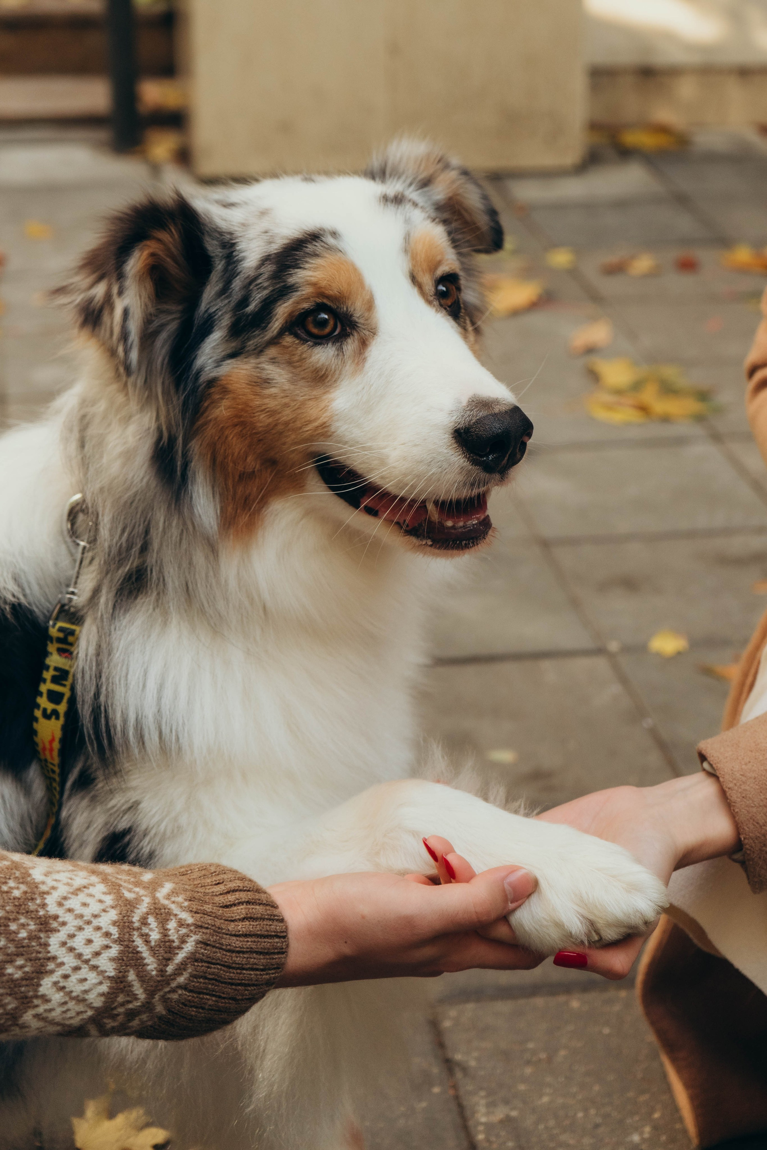 Аня, Влад и Джонни
