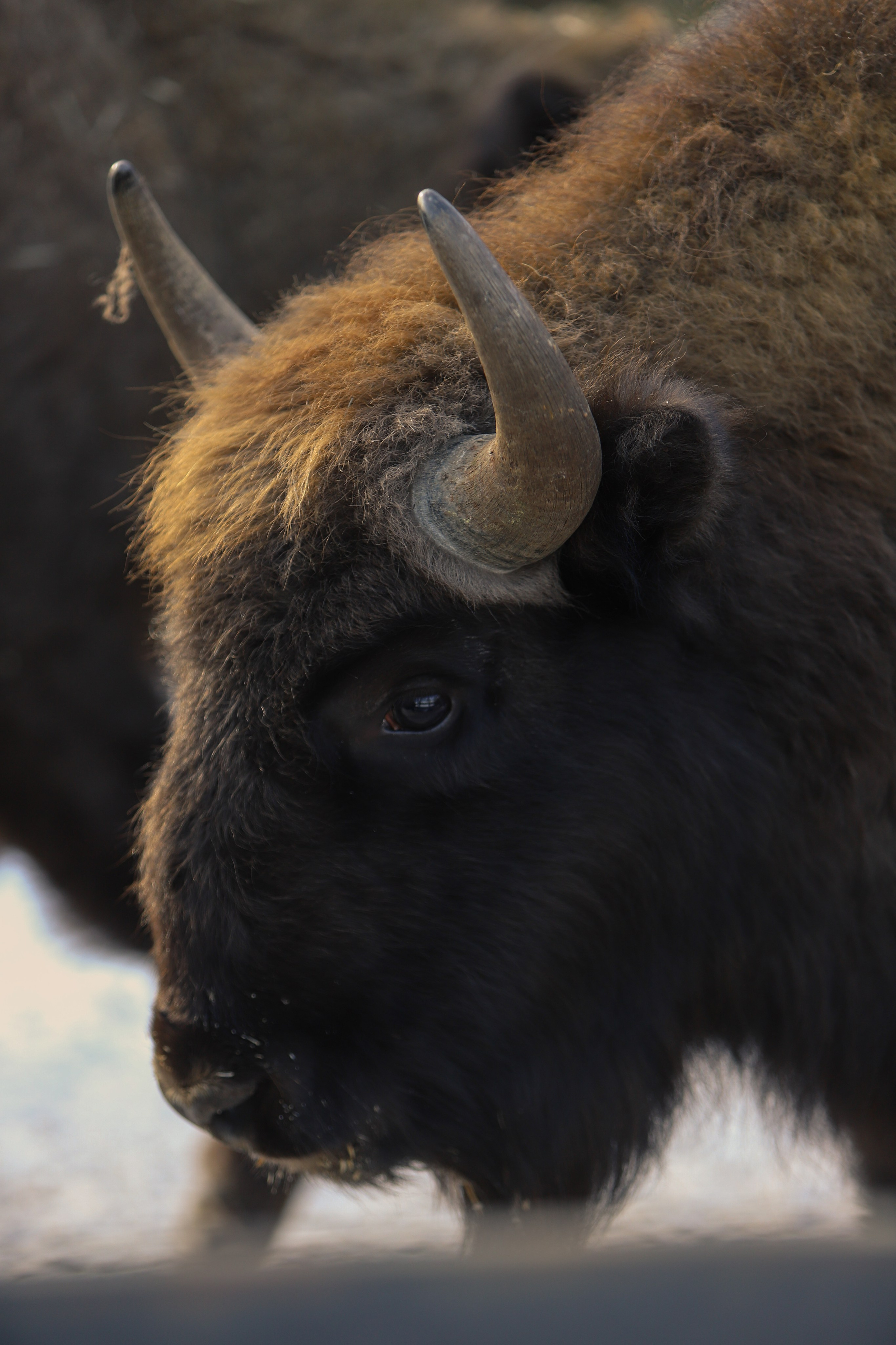 Брянский лес. «Книжка с картинками» Фотограф Наталья Цыбина