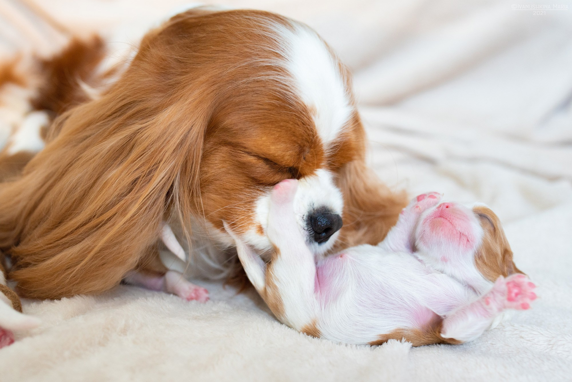 Ньюборн фотосессия щенков. Фотограф собак в Москве и Московской области Иванушкина Мария