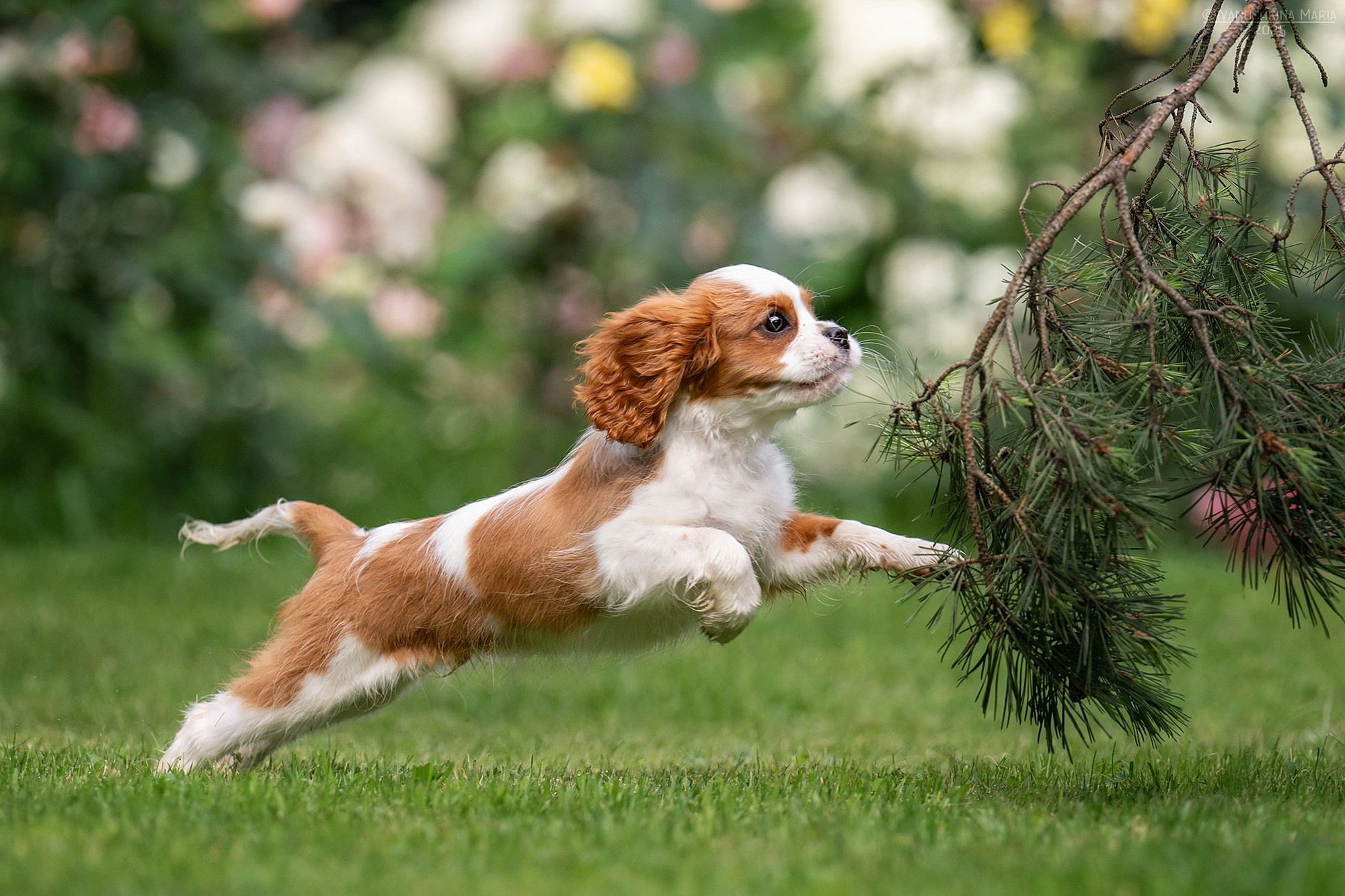 Фотосессия щенков на продажу. Фотограф собак в Москве и Московской области Иванушкина Мария