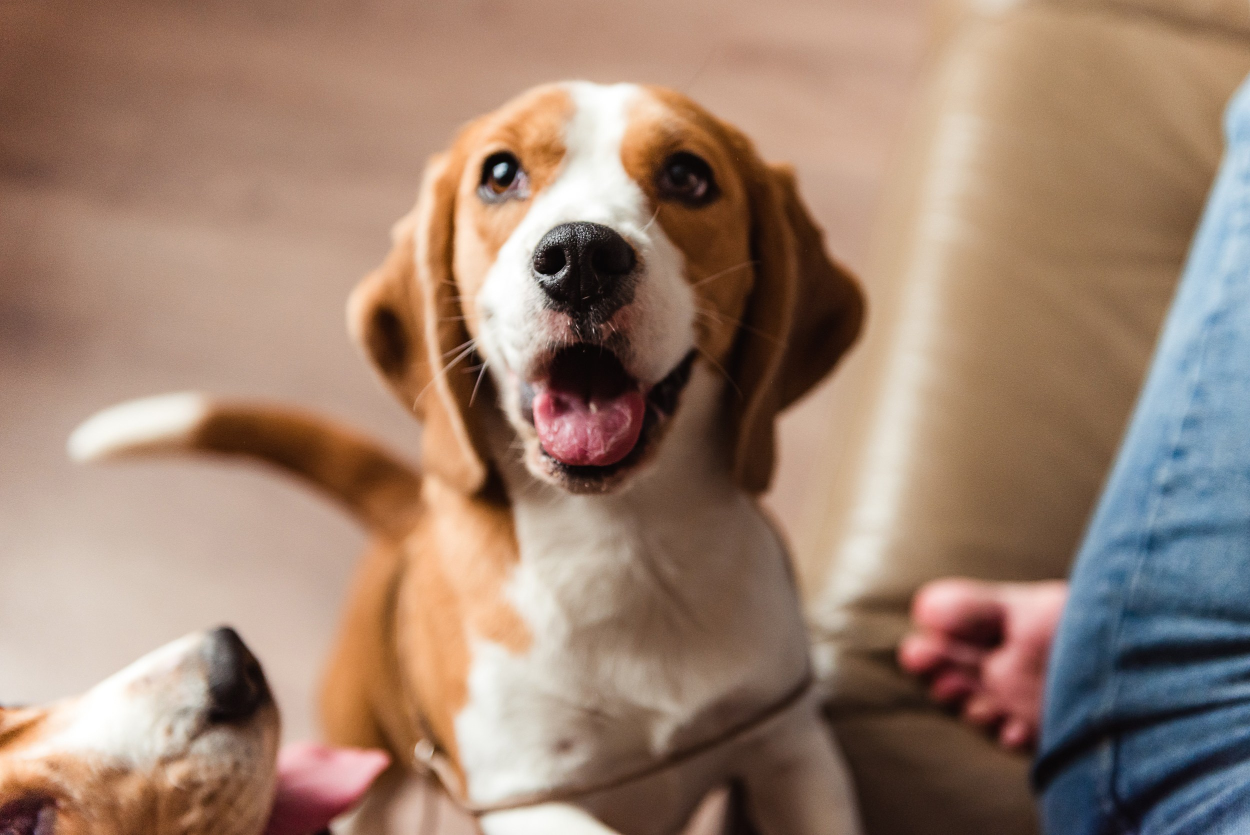Оля, бигли и семья. Семейный Фотограф в Москве Ирина Хохлова