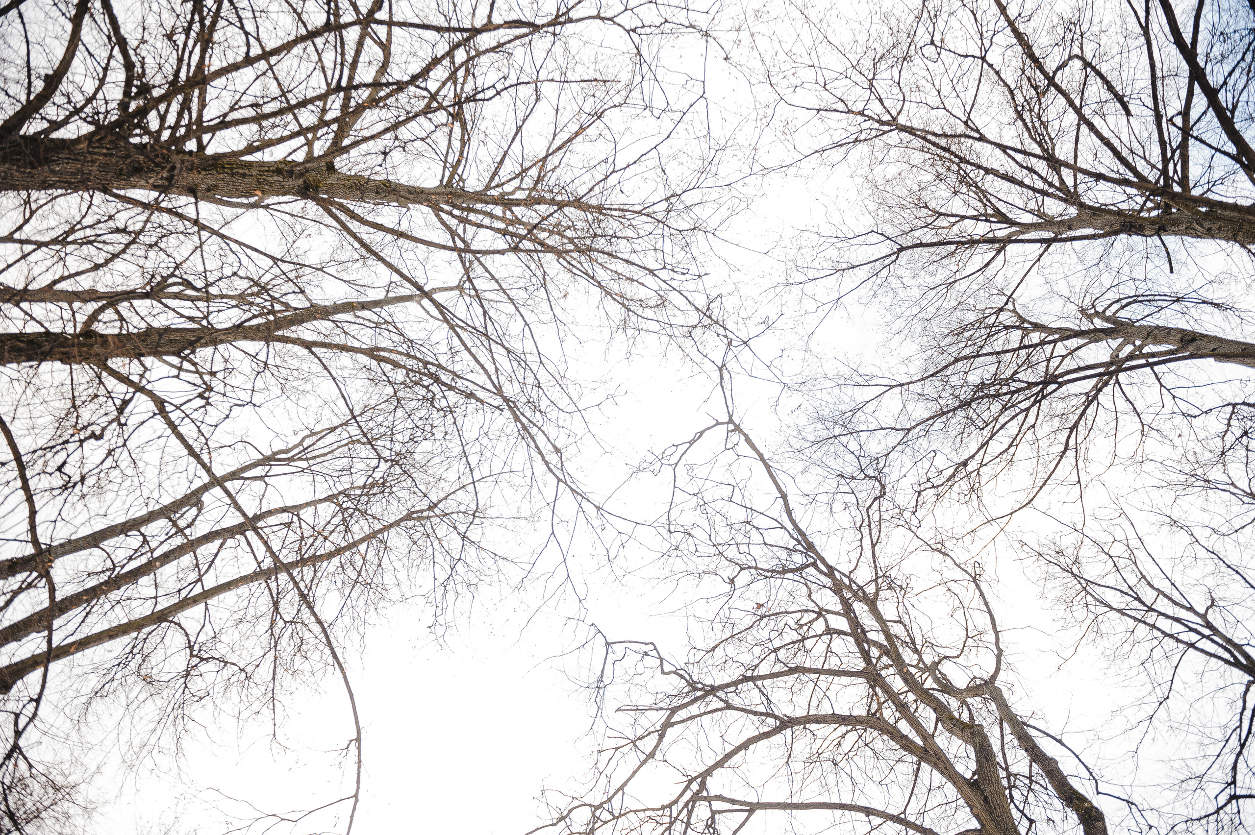 Зимняя прогулка. Свадебный фотограф в Москве Алексей Тук