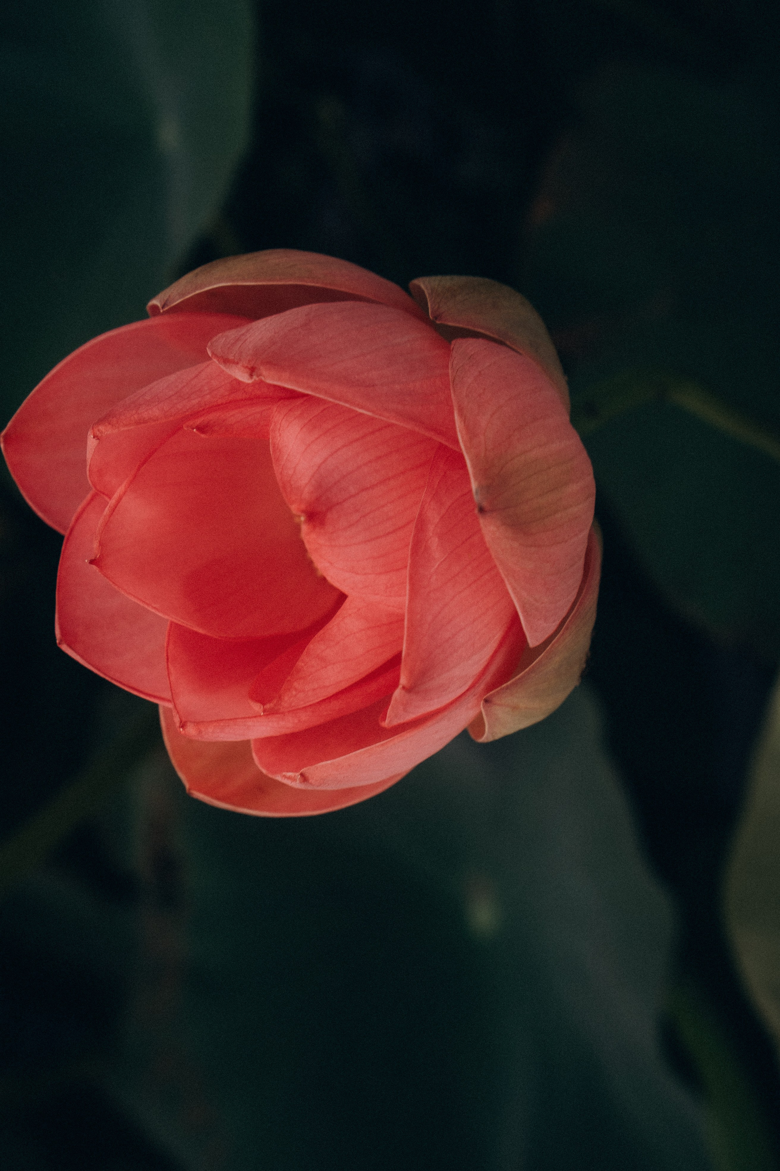 ЛОТОСОВАЯ ПОЛЯНА. Профессиональный фотограф, Санкт-Петербург — Виктория Богомолова