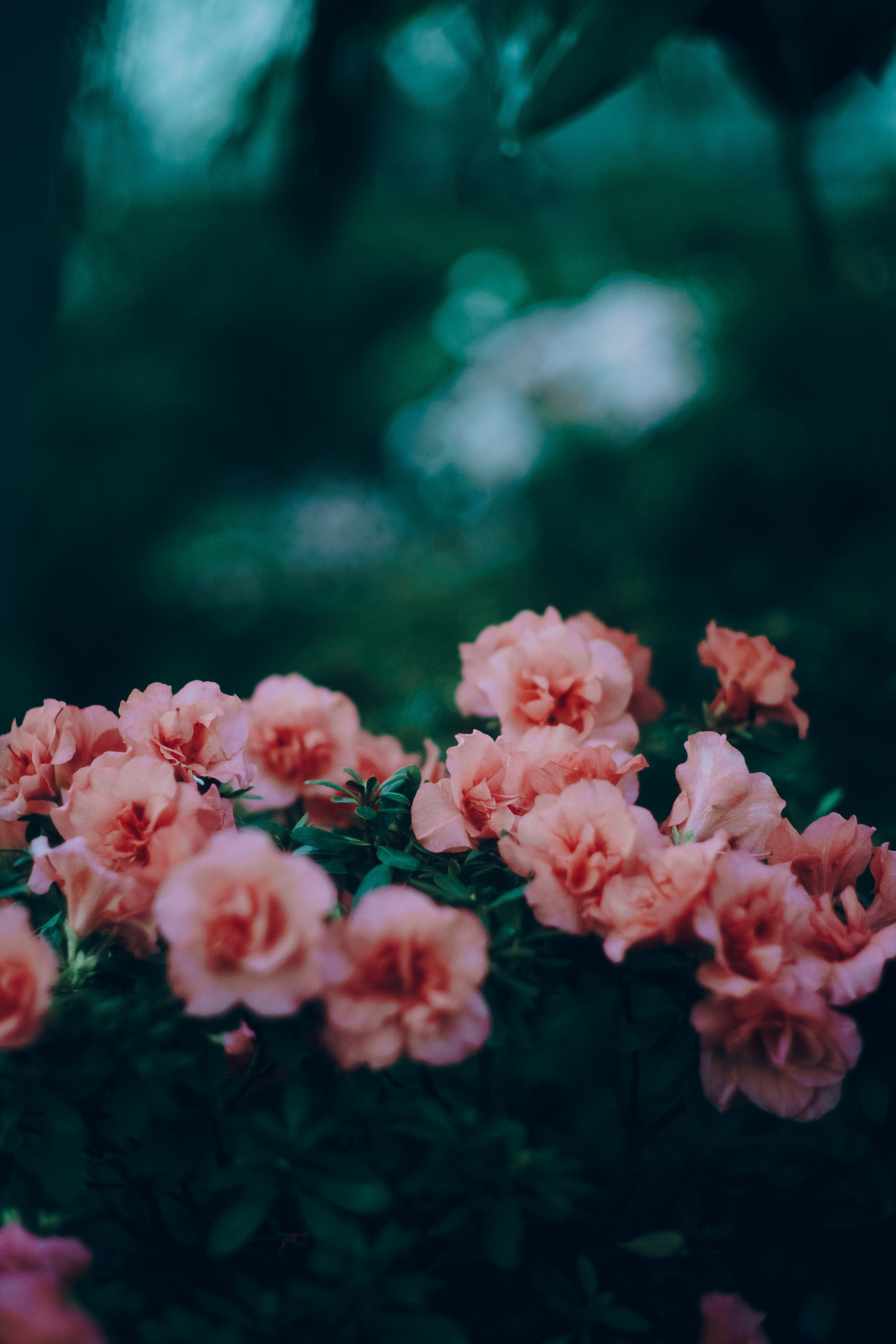 Botanical. Портретный и свадебный фотограф в Москве и Санкт-Петербурге. Учитель фотографии онлайн и оффлайн