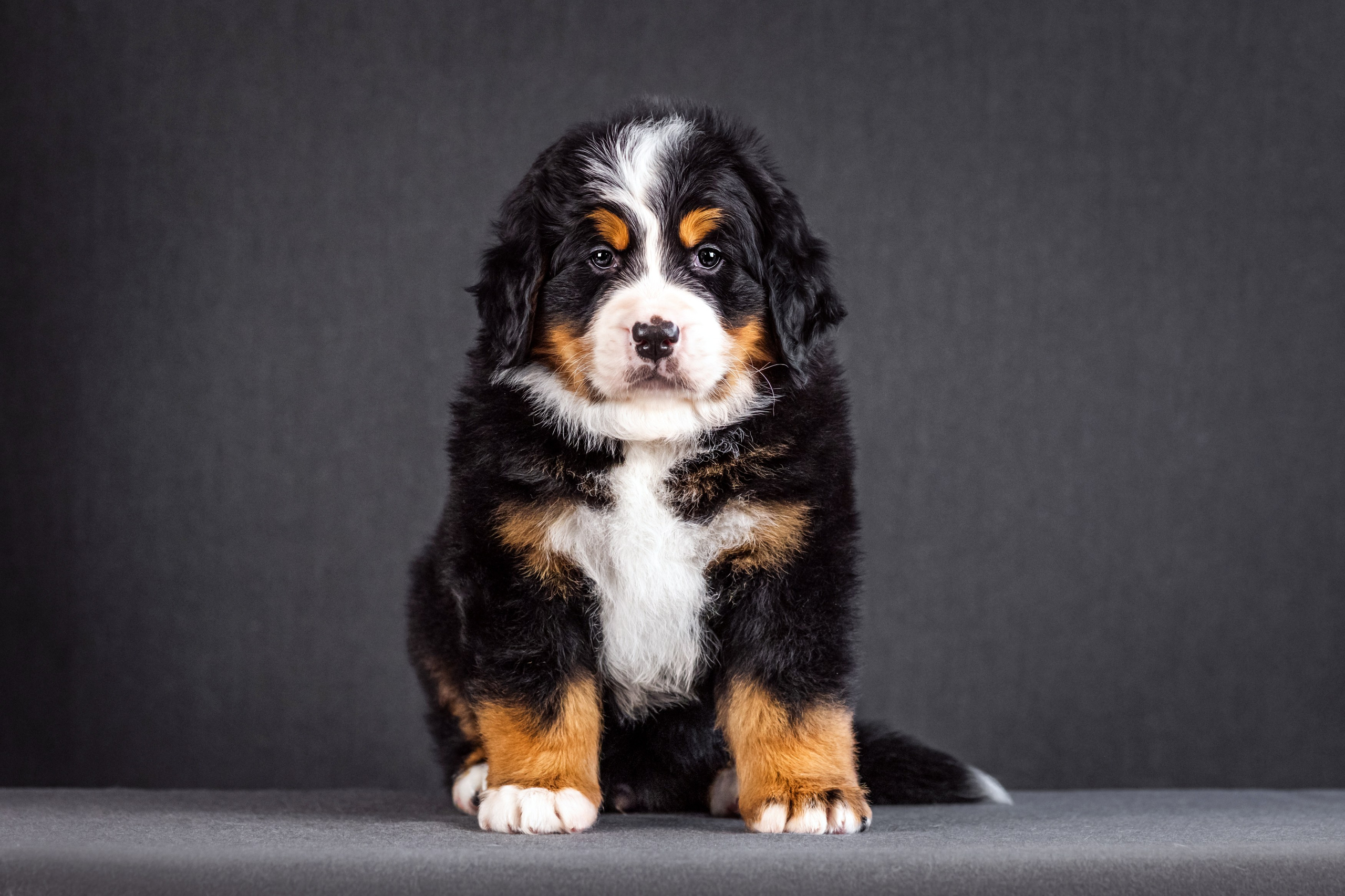 Берны. Фотограф анималист Аня Ливанова | Рыбинск