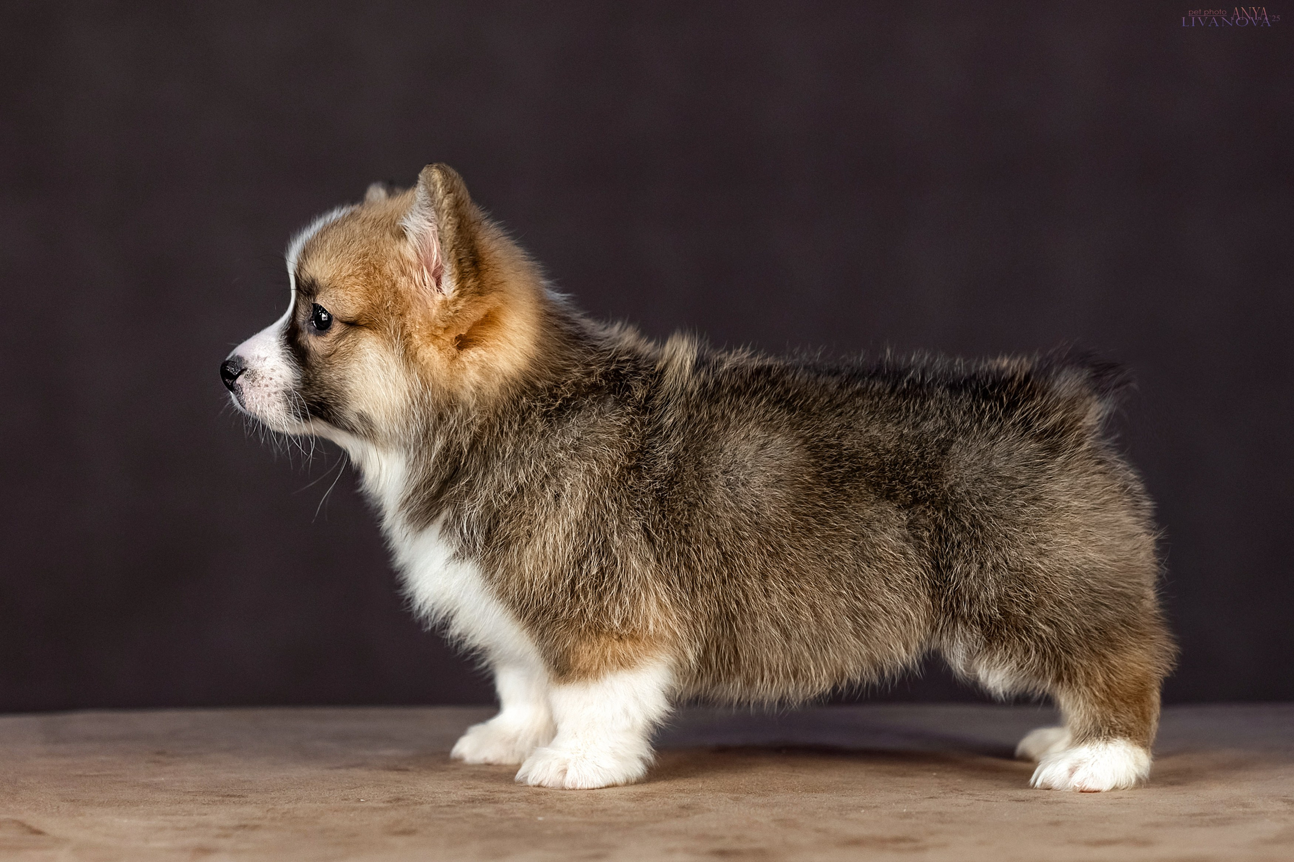 Коржики. Фотограф анималист Аня Ливанова | Рыбинск