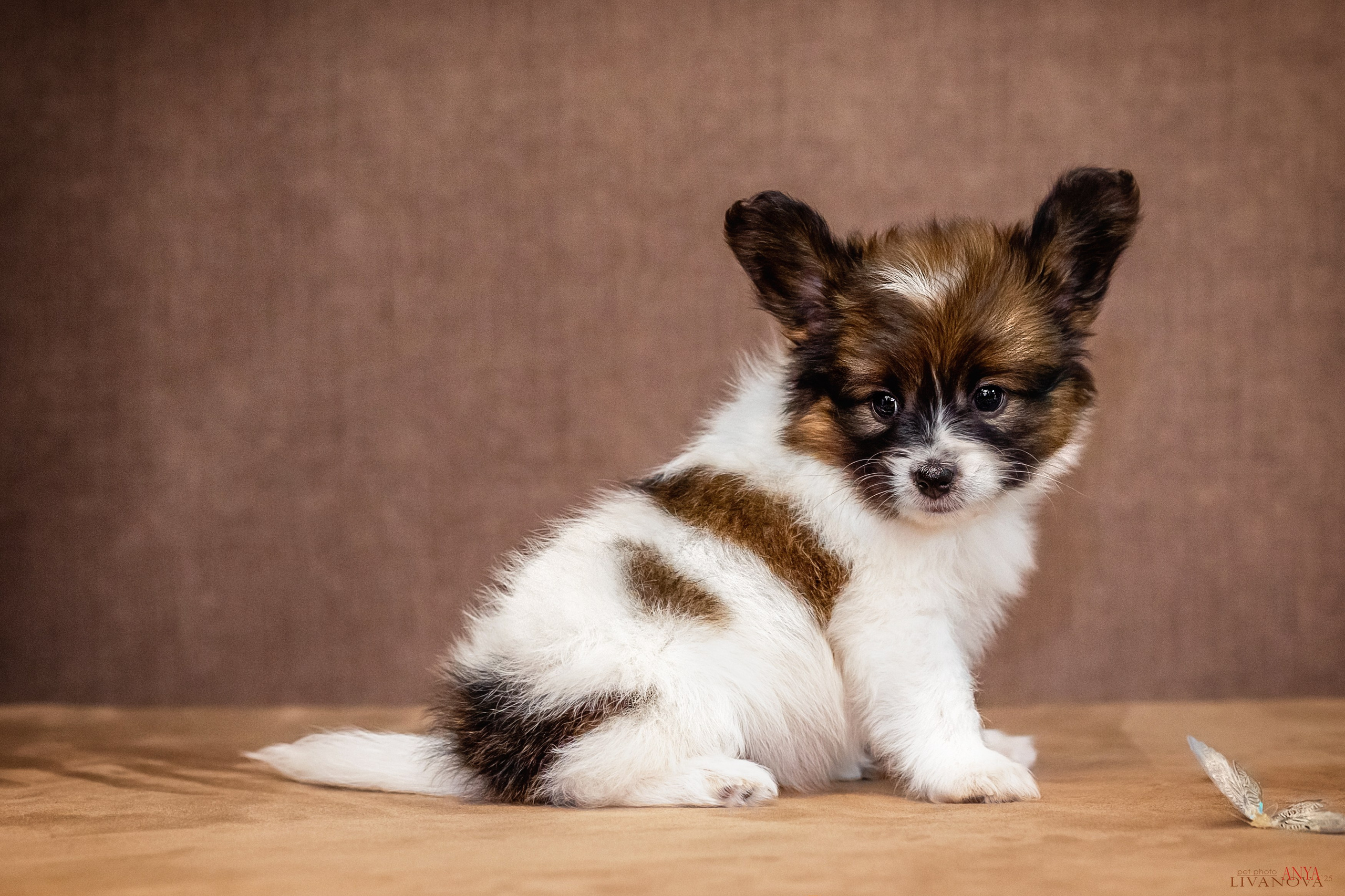Папийончики. Фотограф анималист Аня Ливанова | Рыбинск